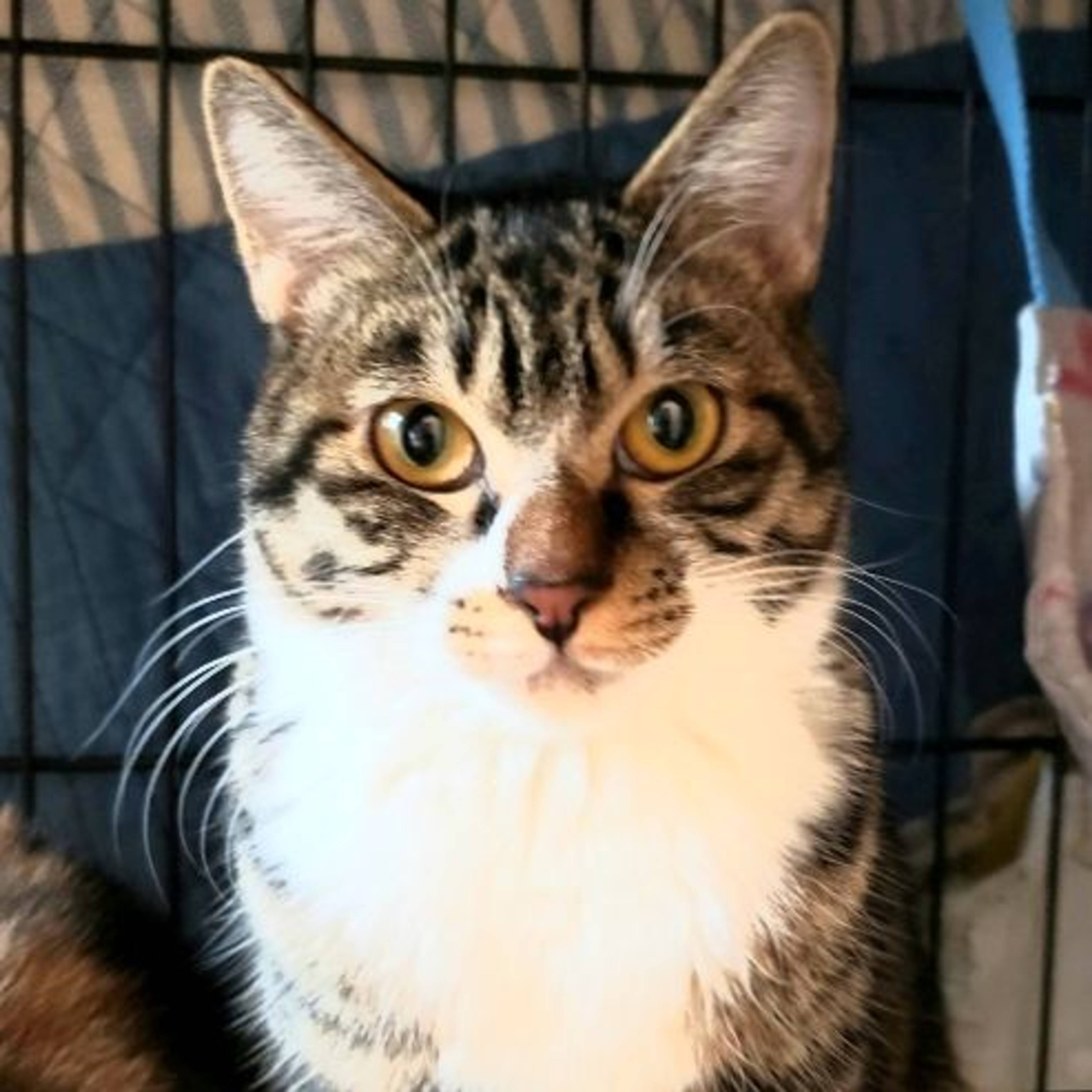 雑種（ミックス猫）・オスの里親募集の写真