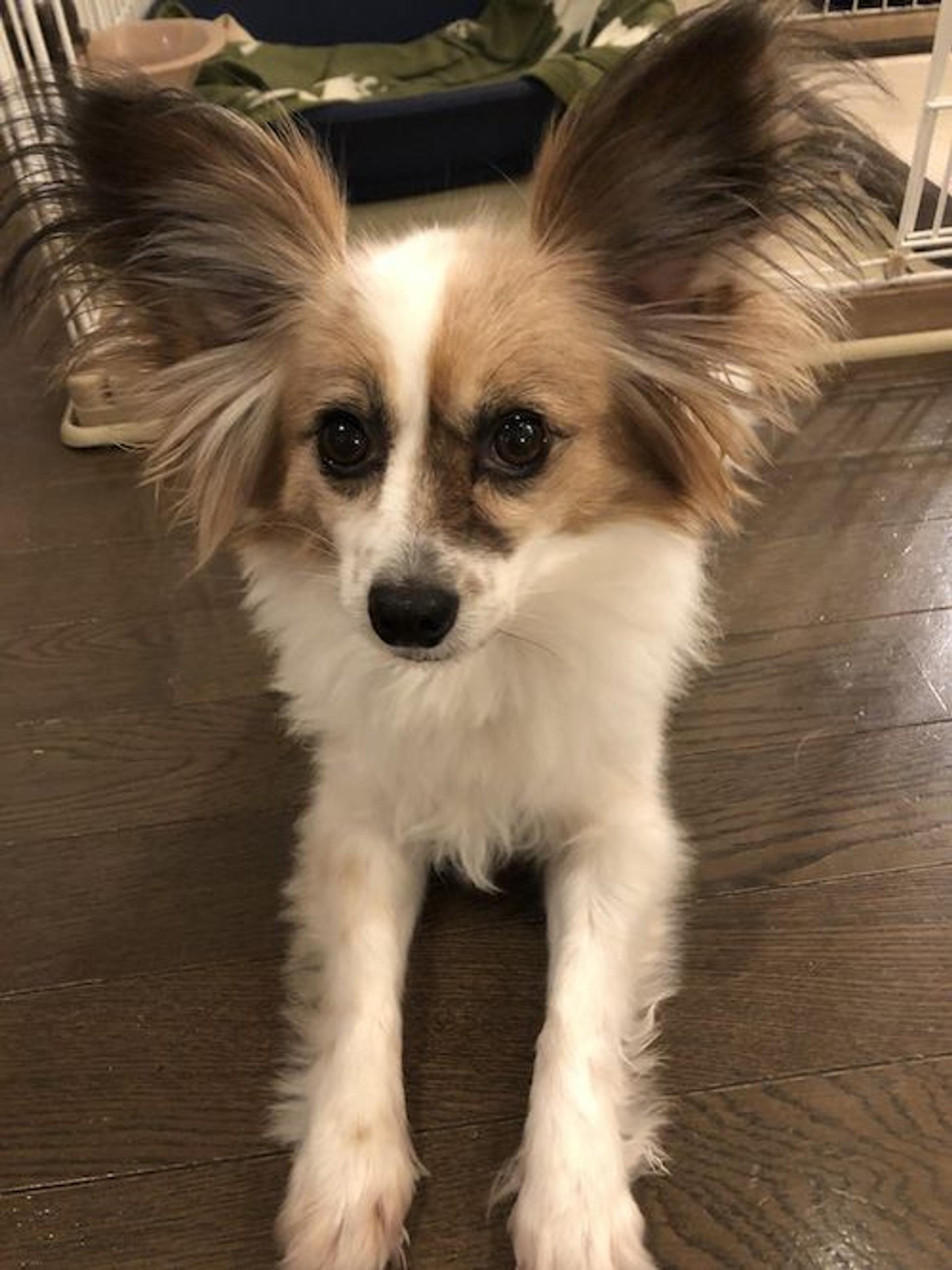 pet-image-2