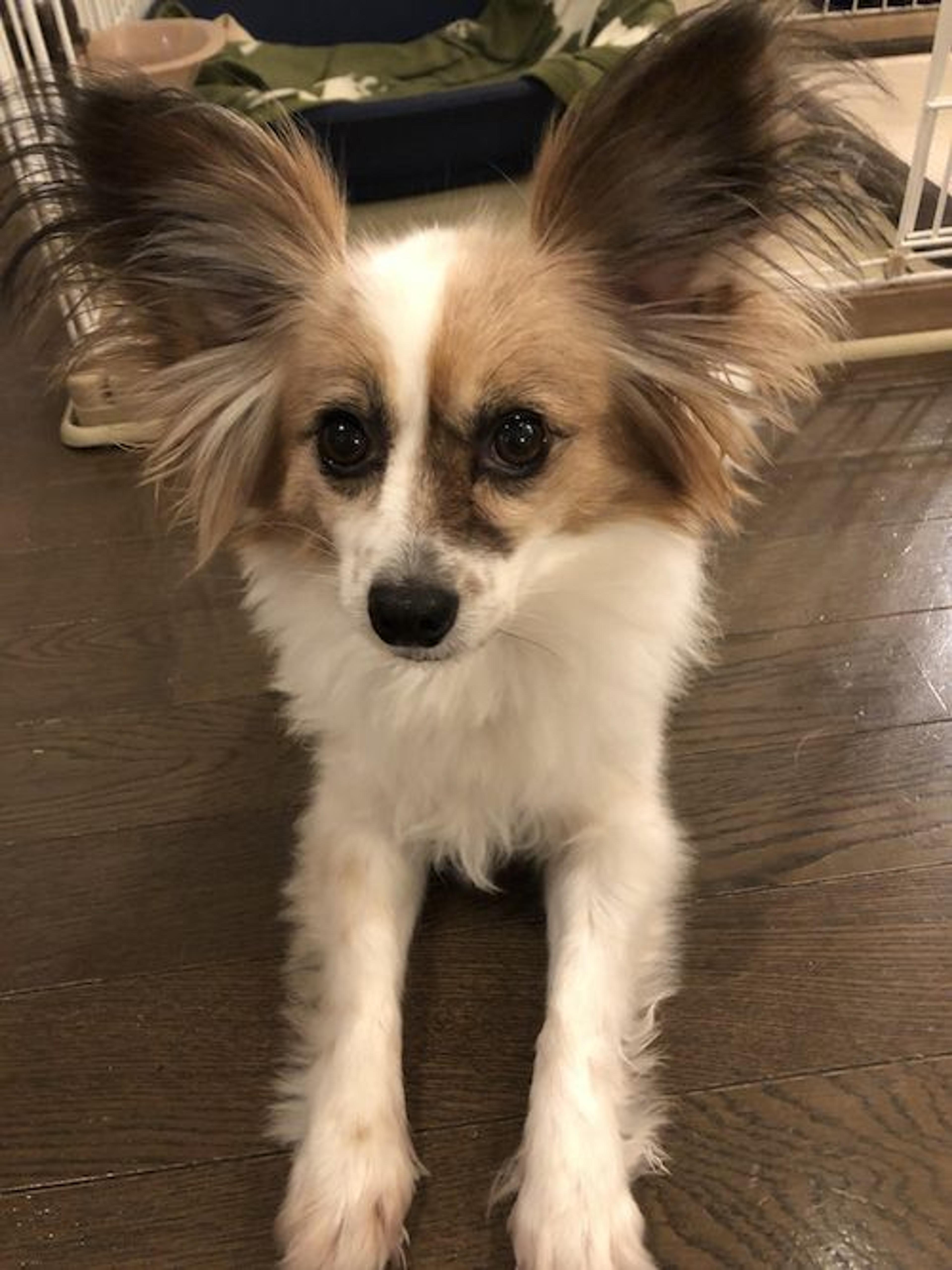 pet-image-2