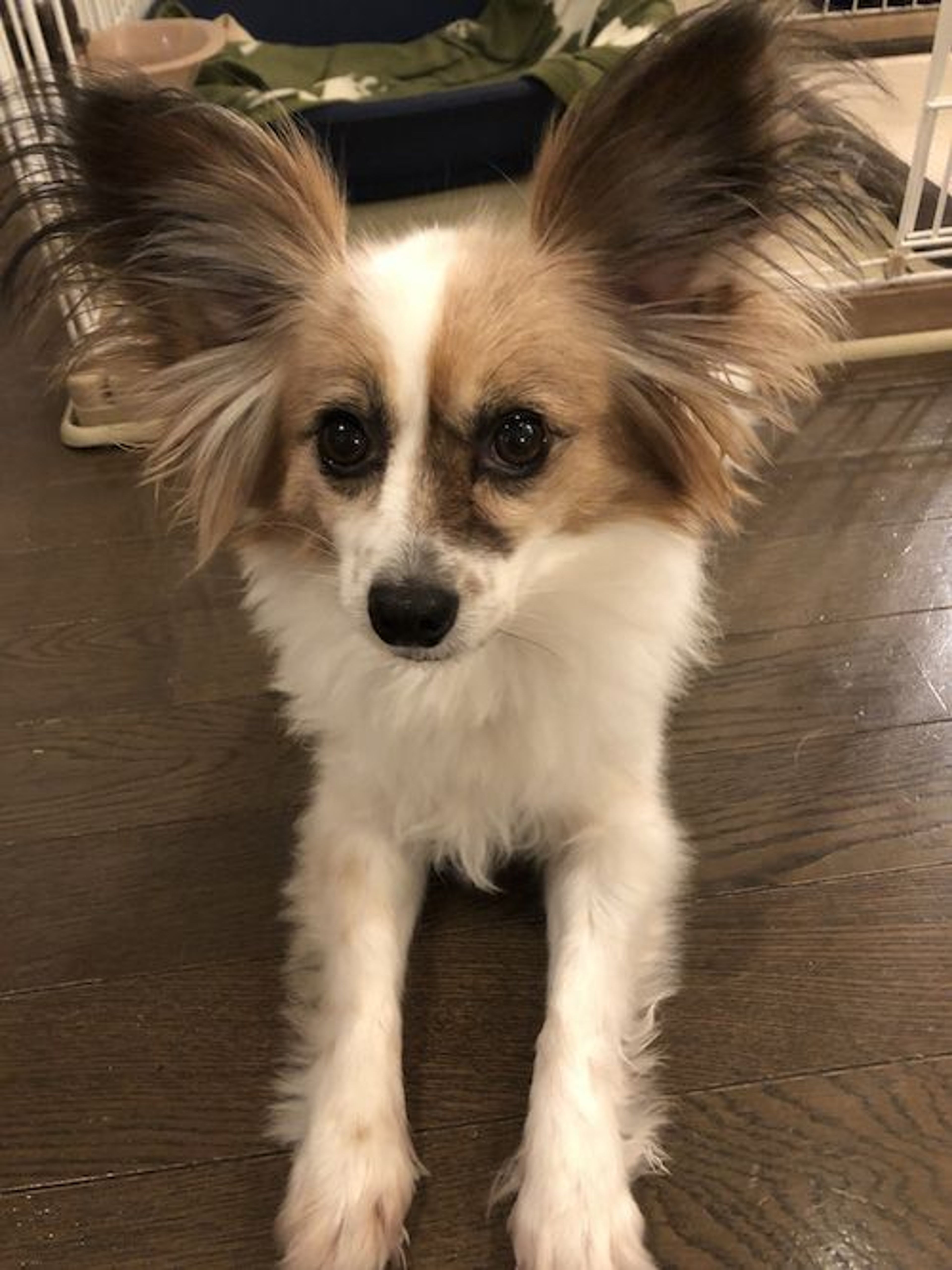 pet-image-2