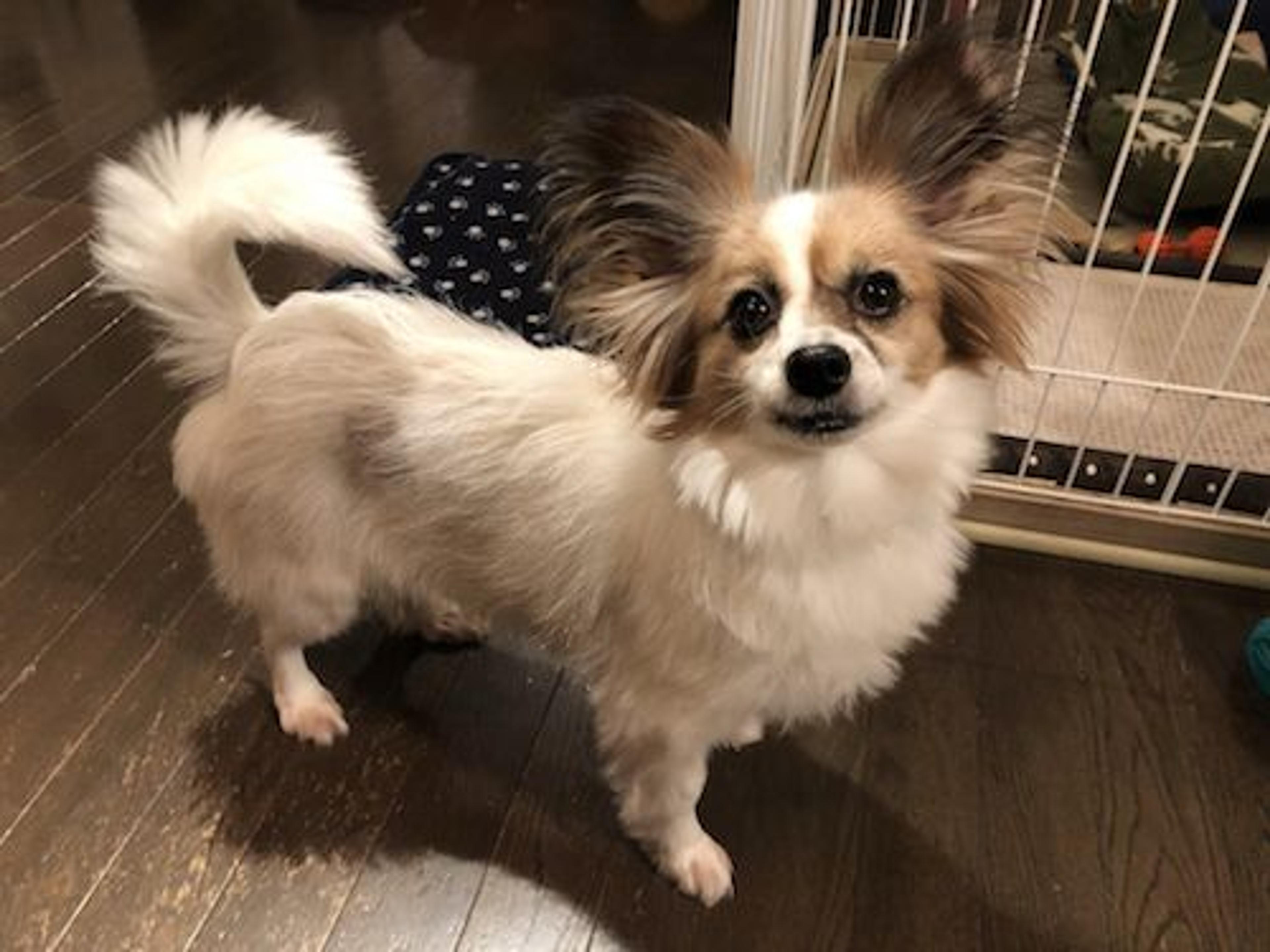 pet-image-3