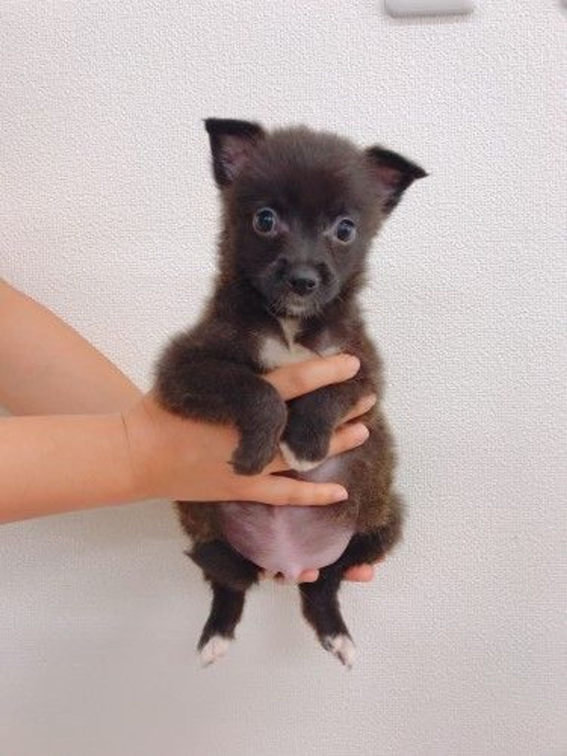 雑種（ミックス犬）・オスの里親募集の写真