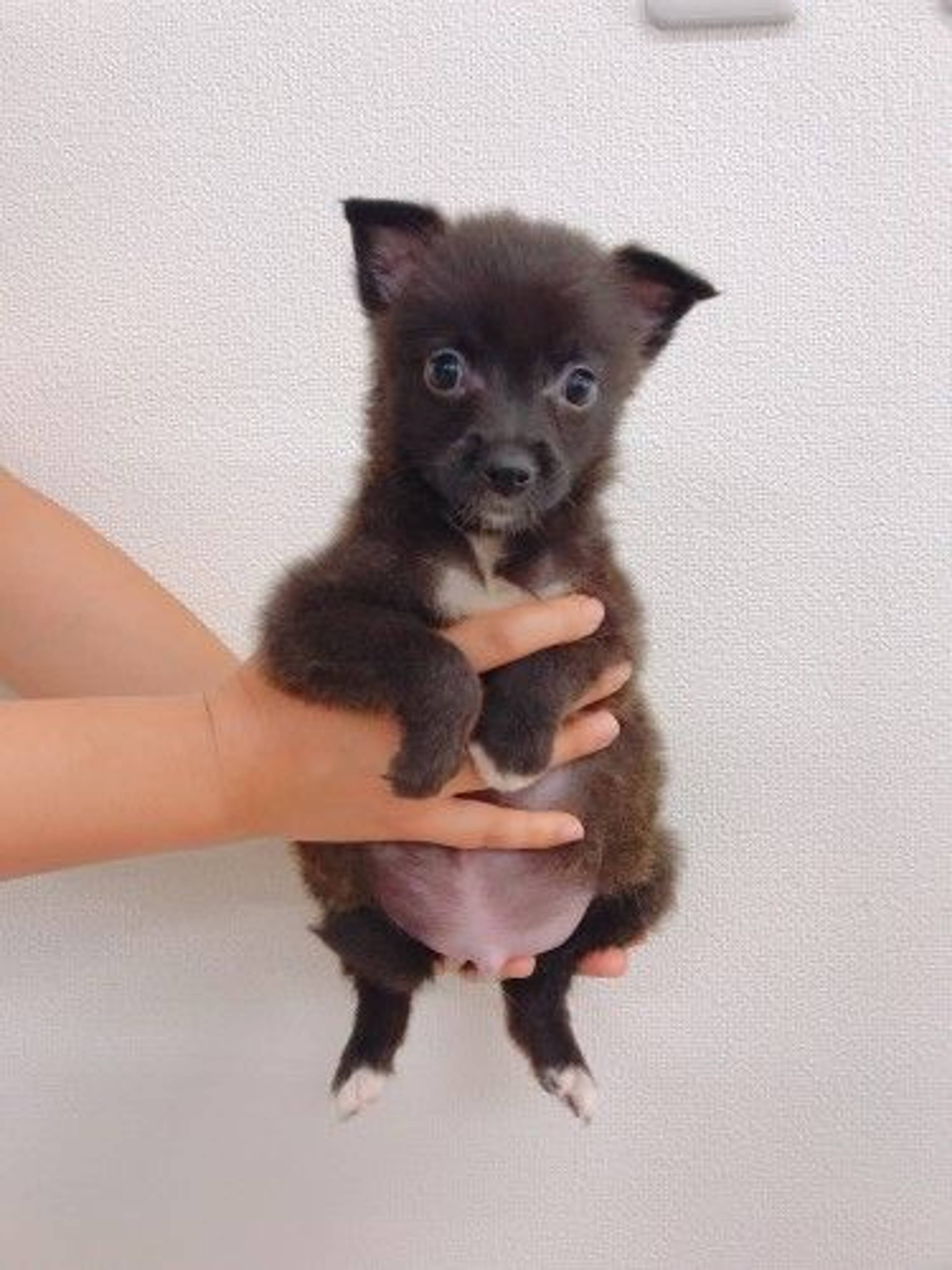 雑種（ミックス犬）・オスの里親募集の写真
