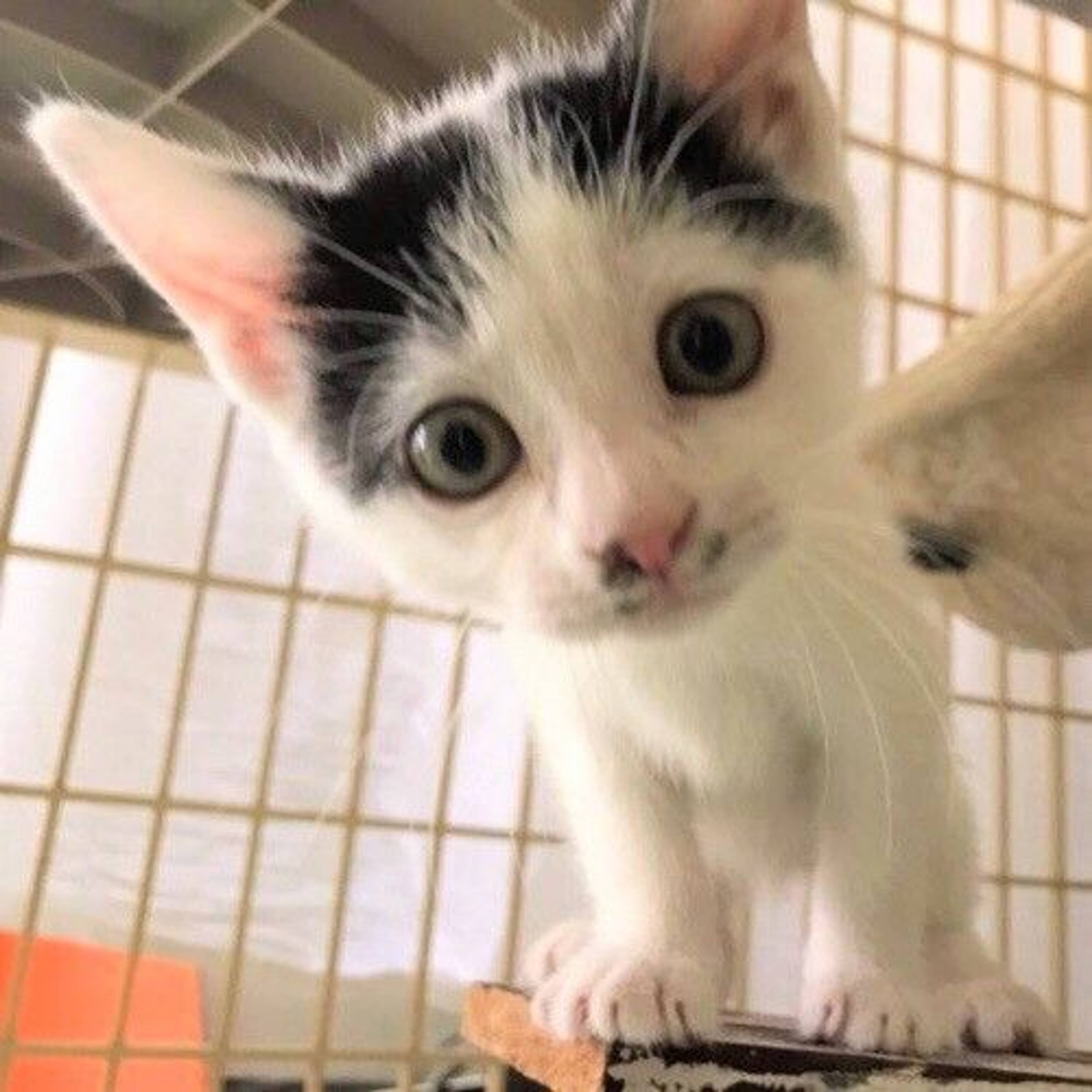 雑種（ミックス猫）・オスの里親募集の写真