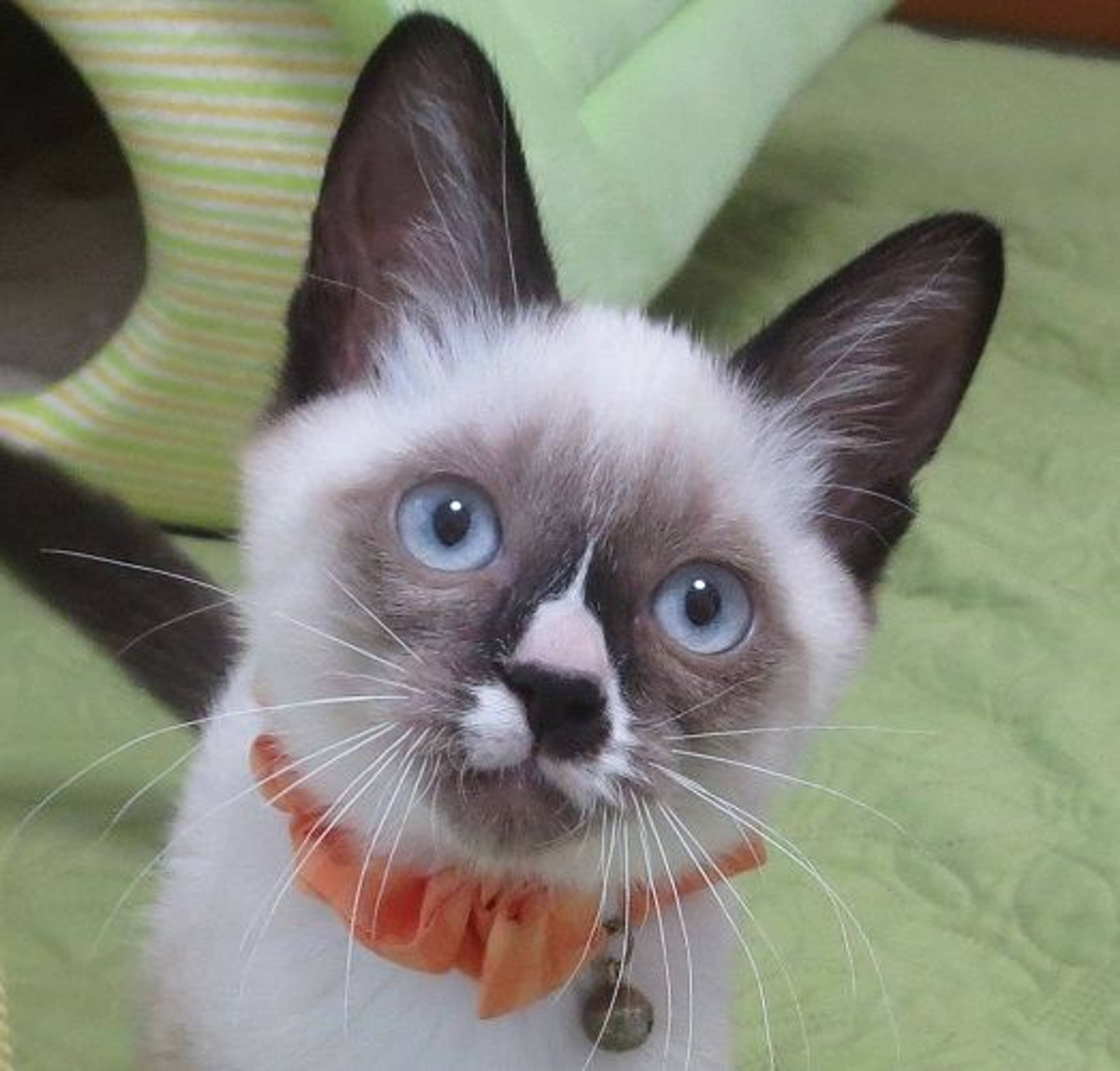 シャム・オスの里親募集の写真