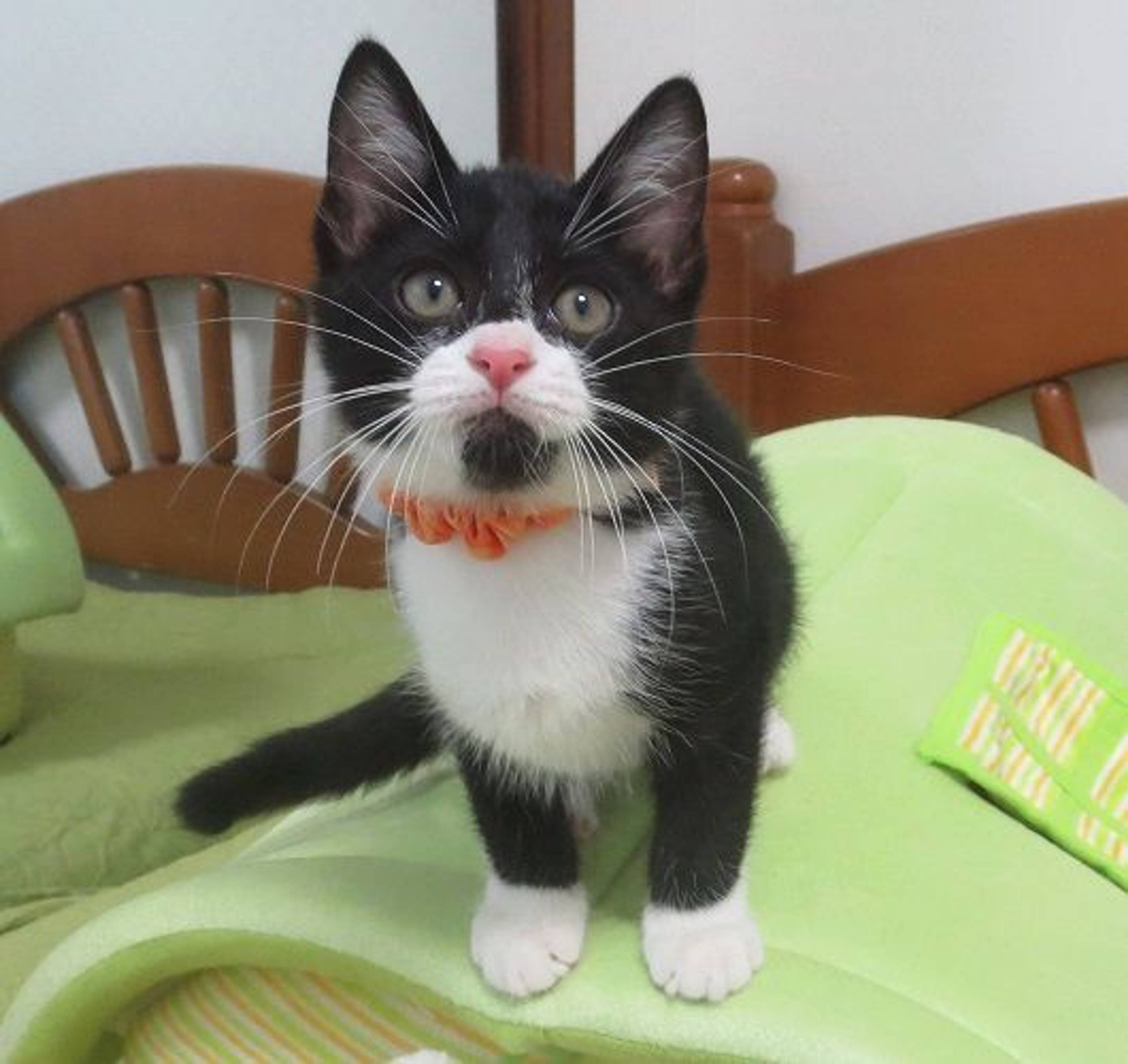 雑種（ミックス猫）・オスの里親募集の写真