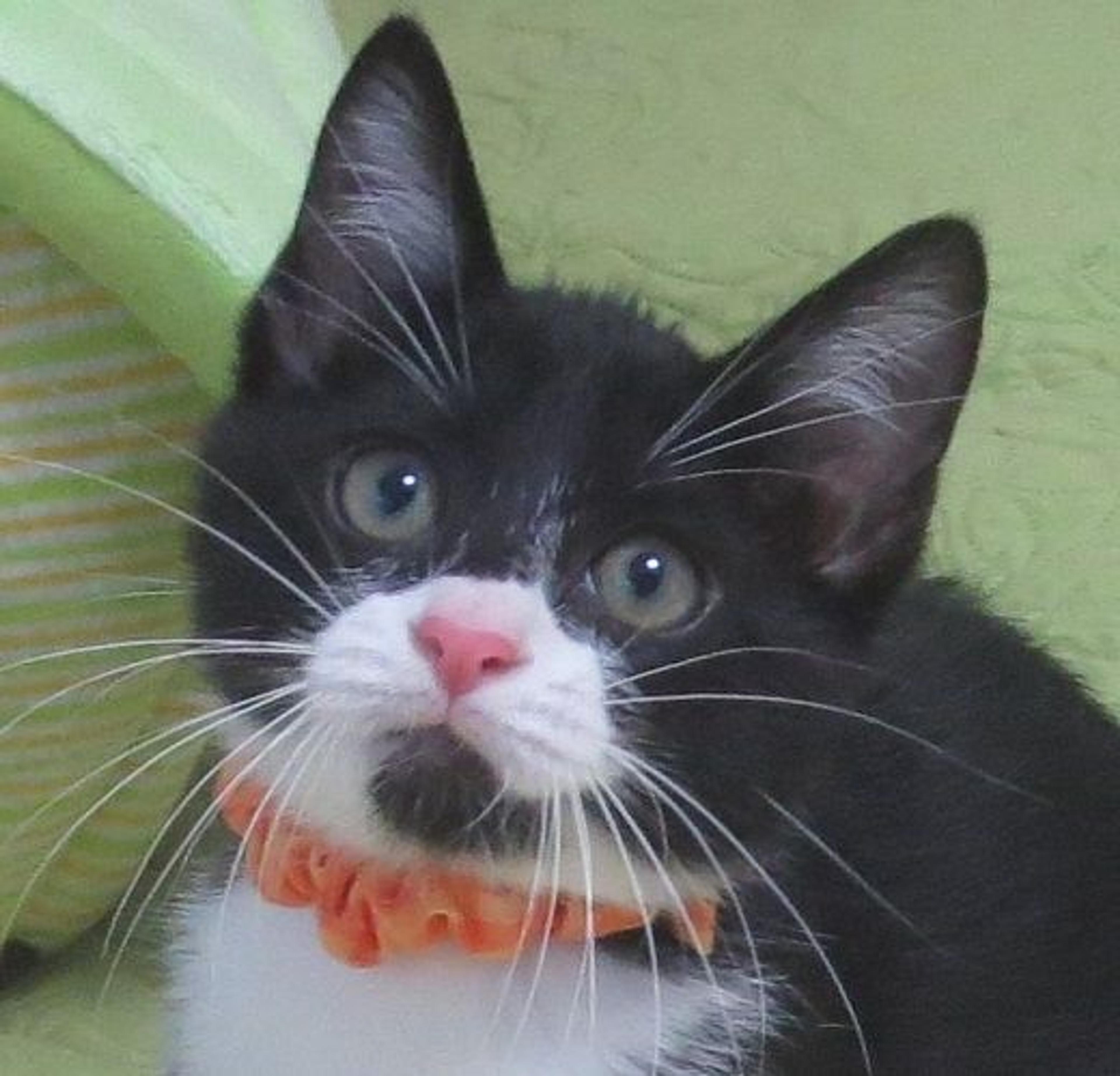 pet-image-2