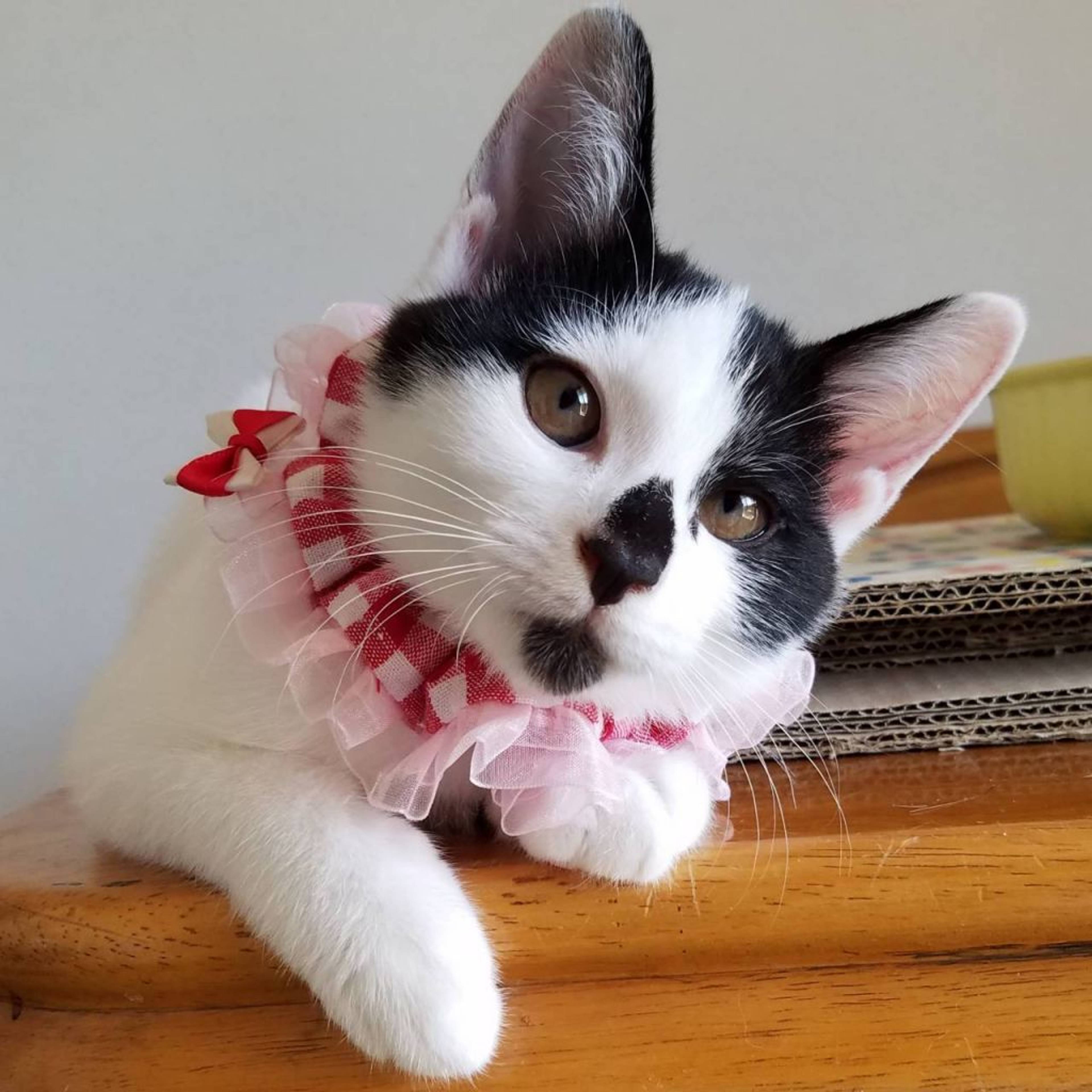 雑種（ミックス猫）・オスの里親募集の写真