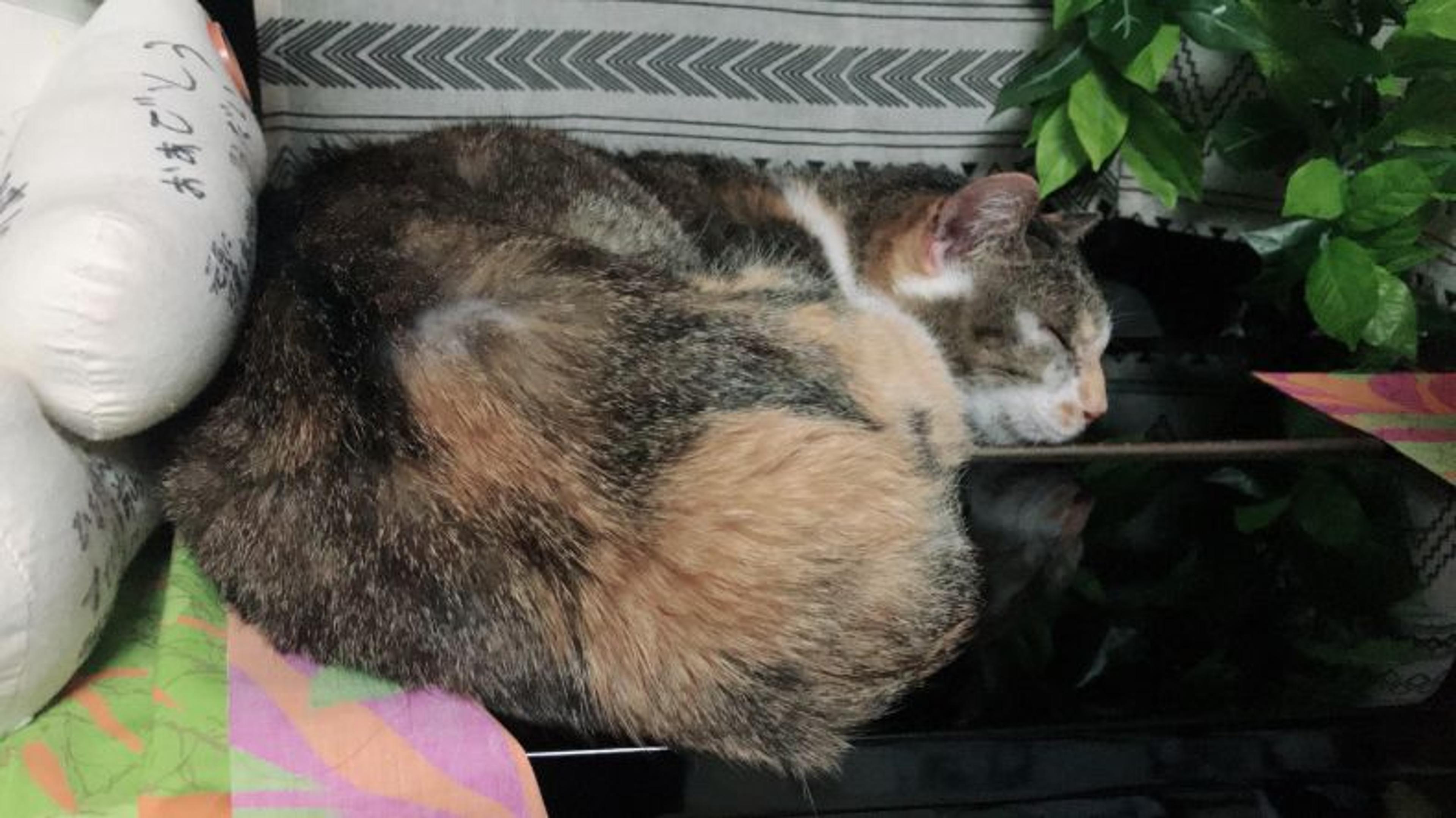 pet-image-2