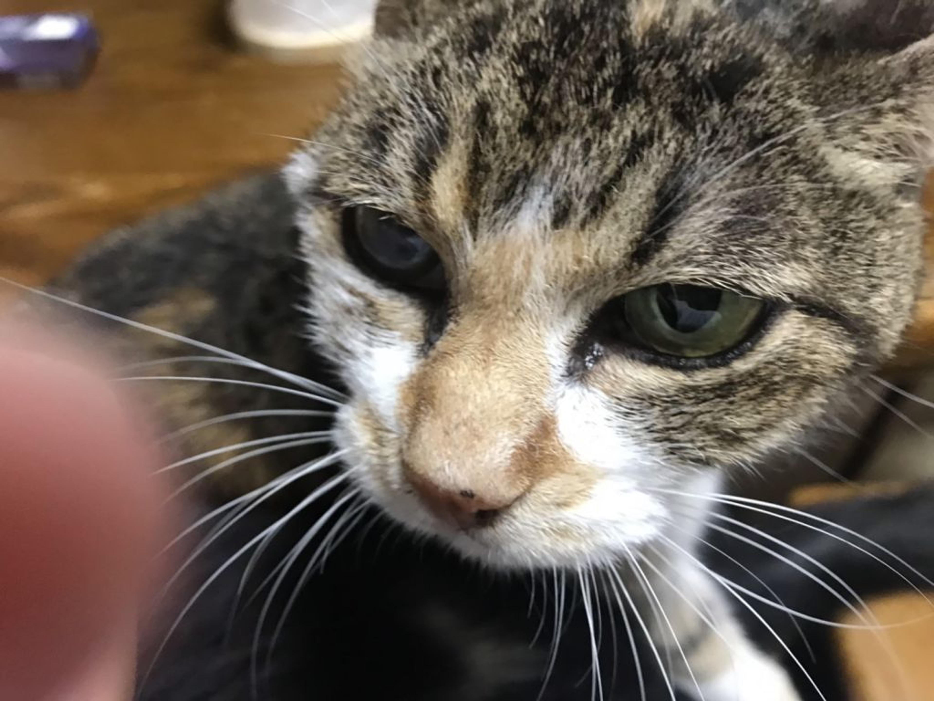 pet-image-3