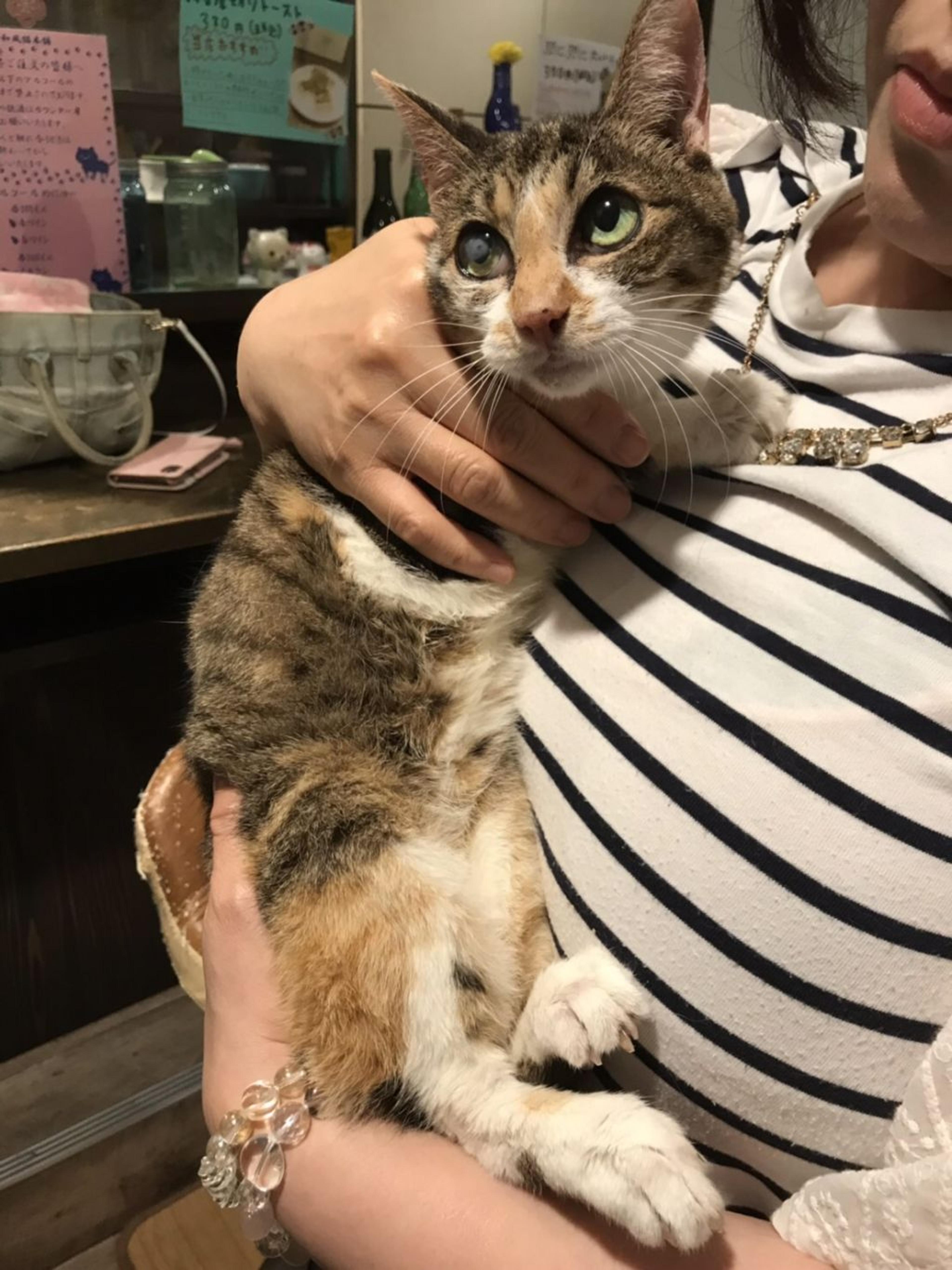 pet-image-4