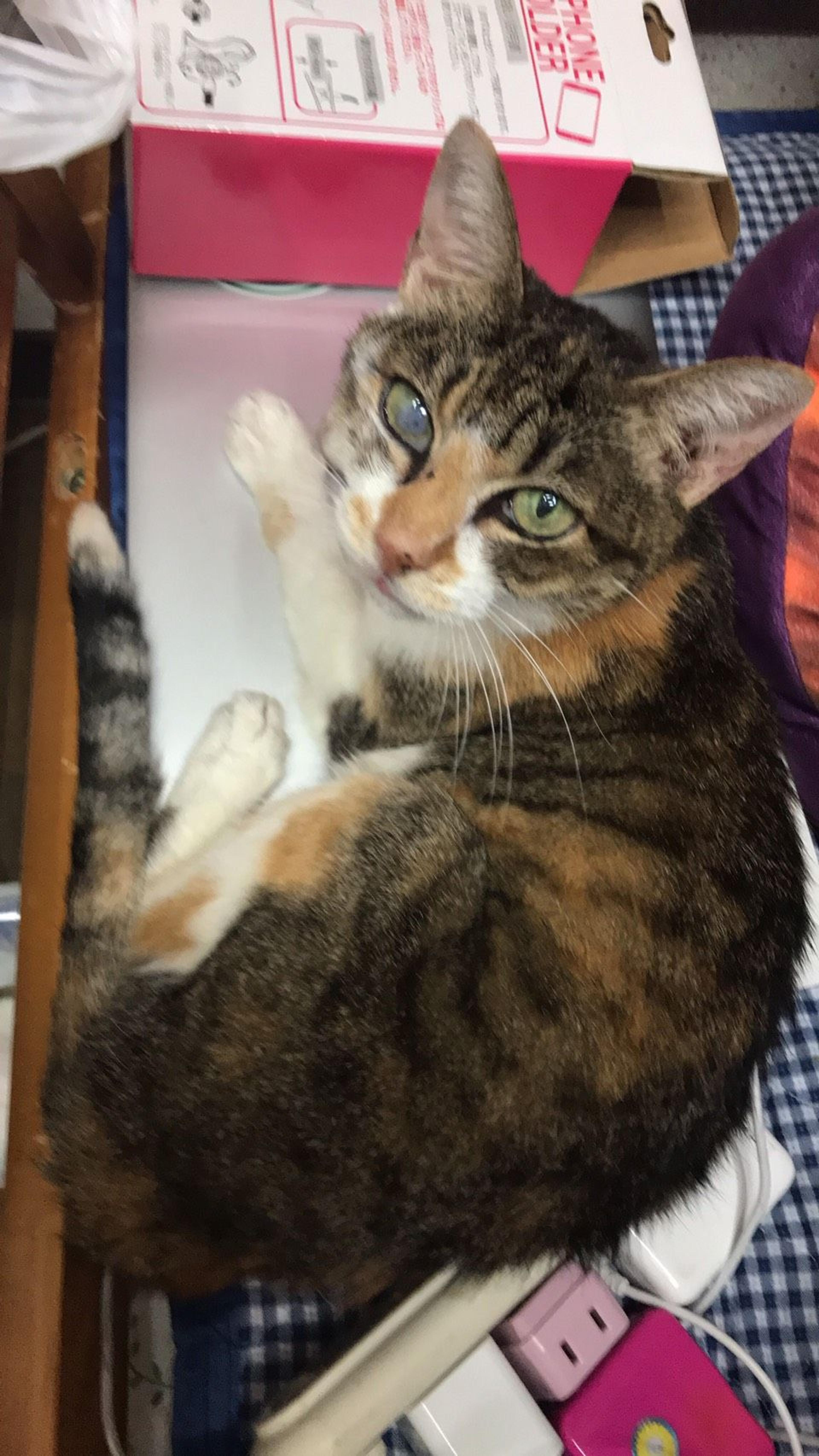pet-image-5