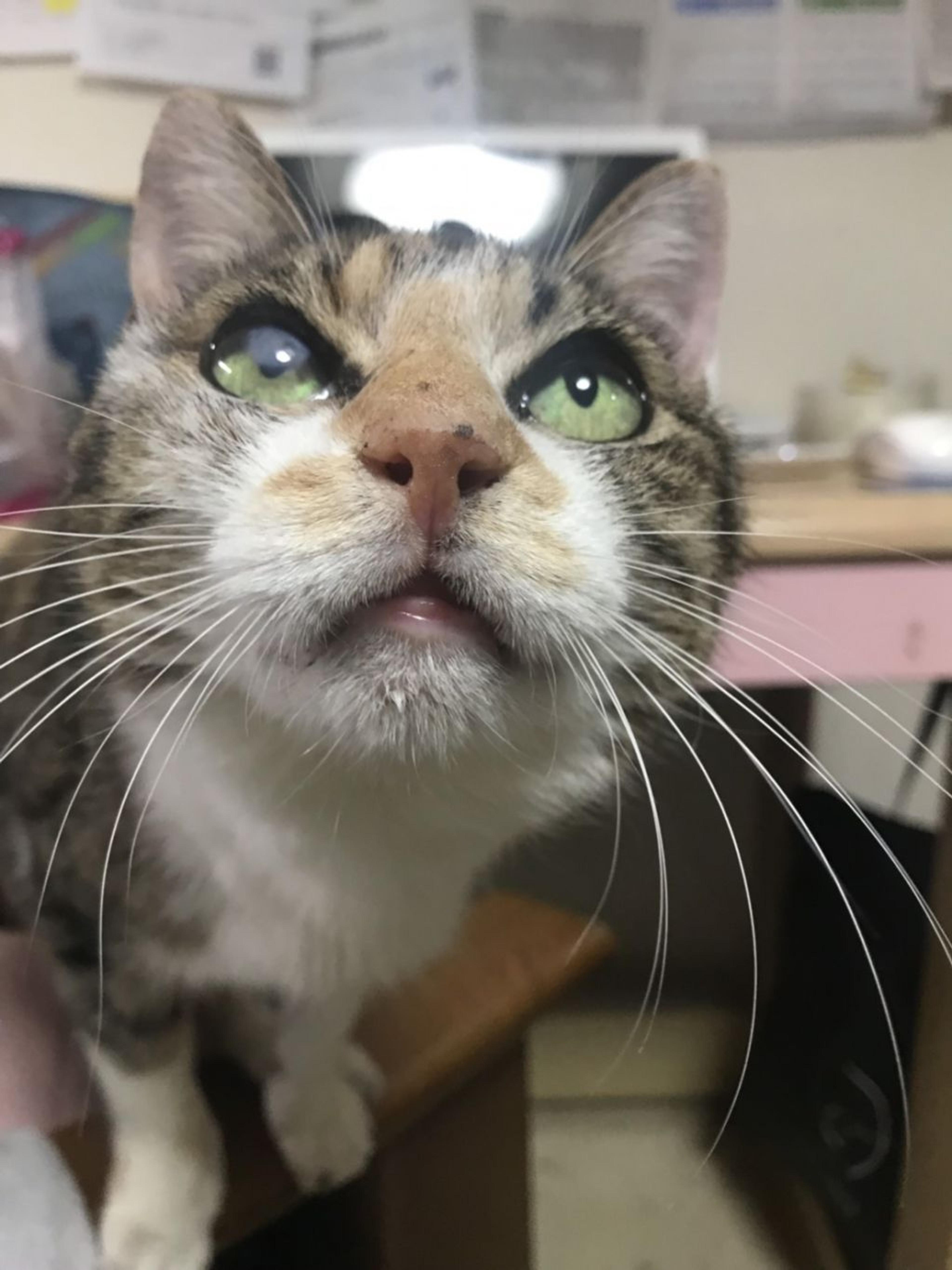 pet-image-6