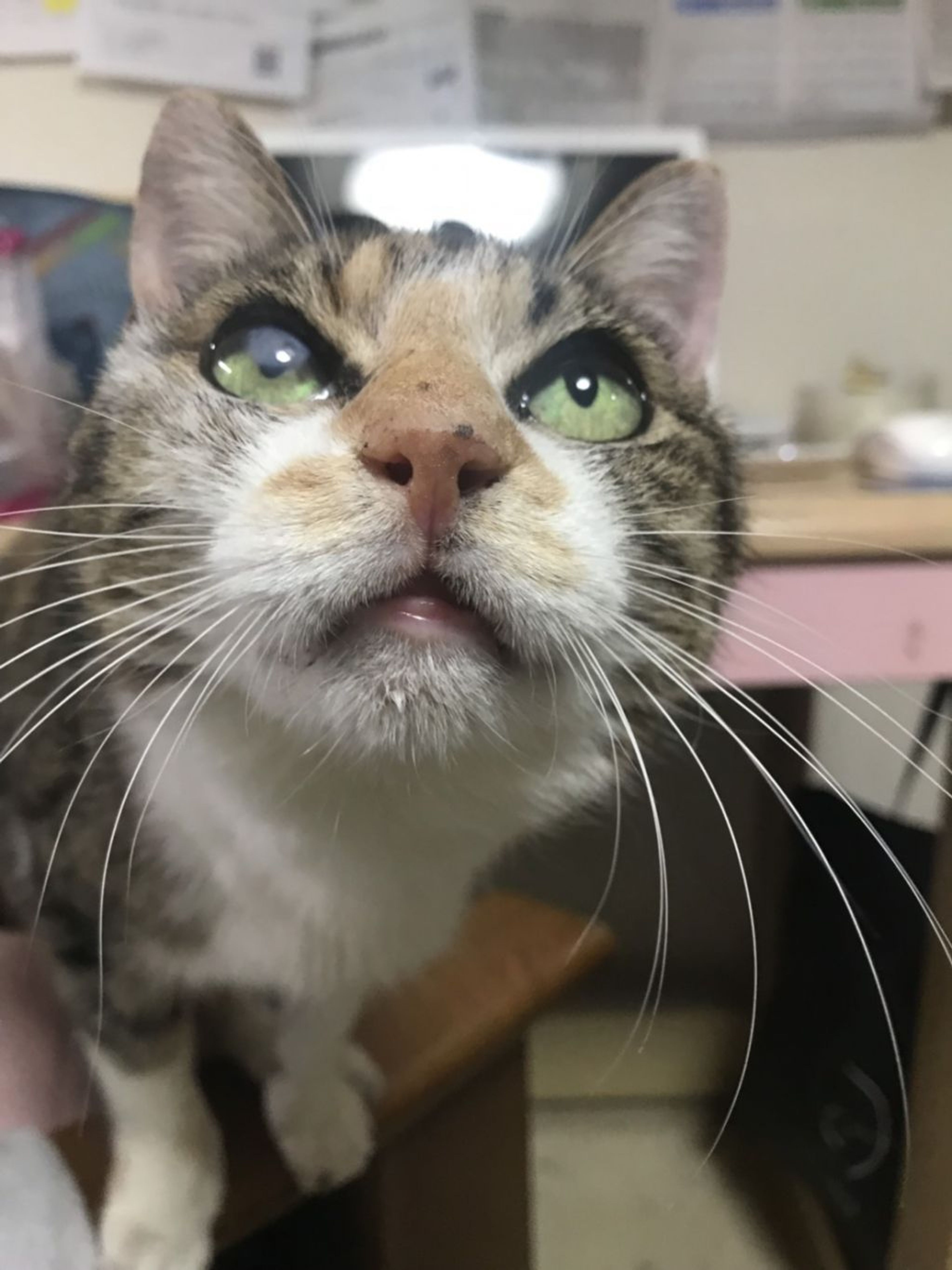 pet-image-6