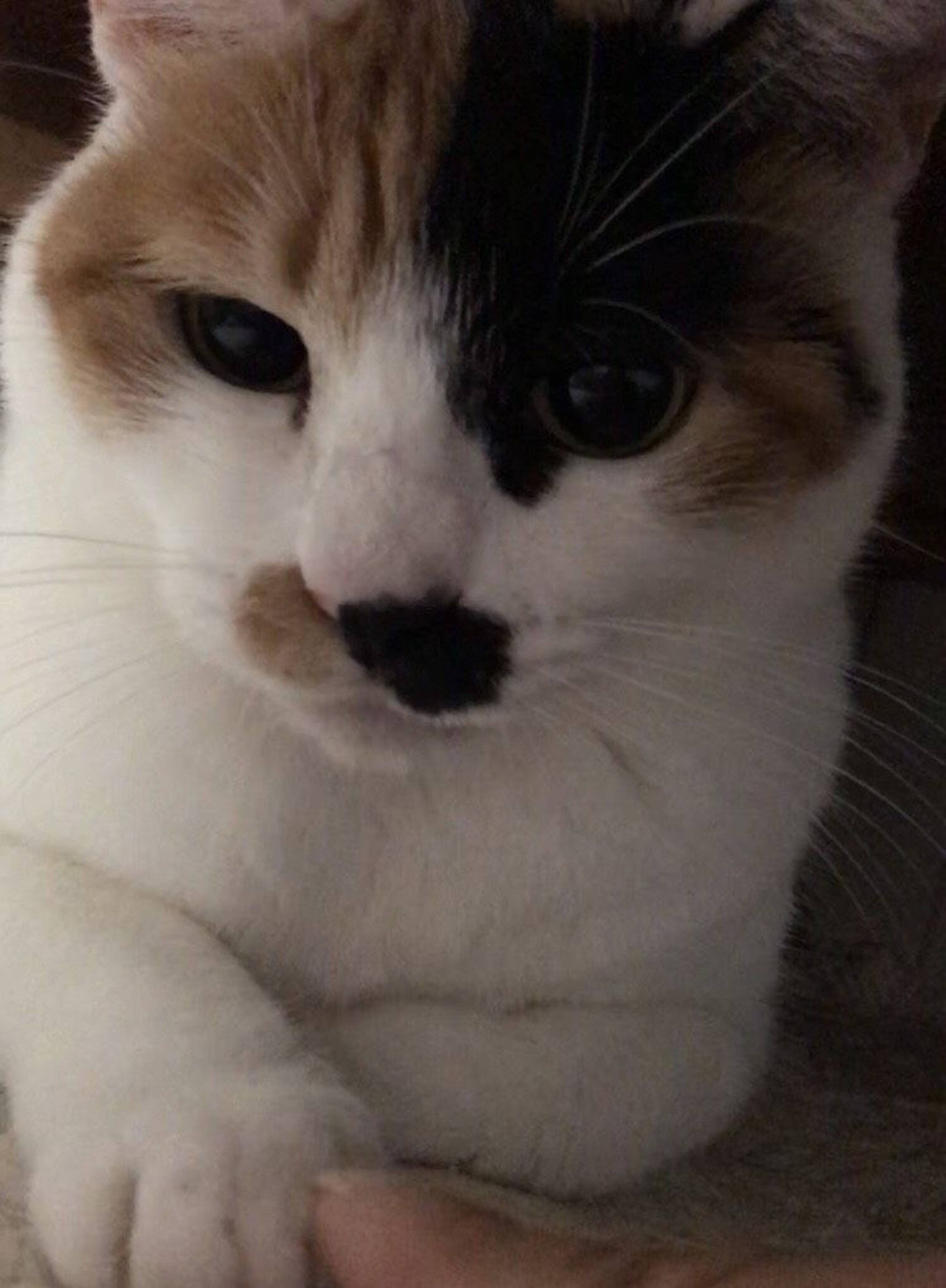 雑種（ミックス猫）・メスの里親募集の写真