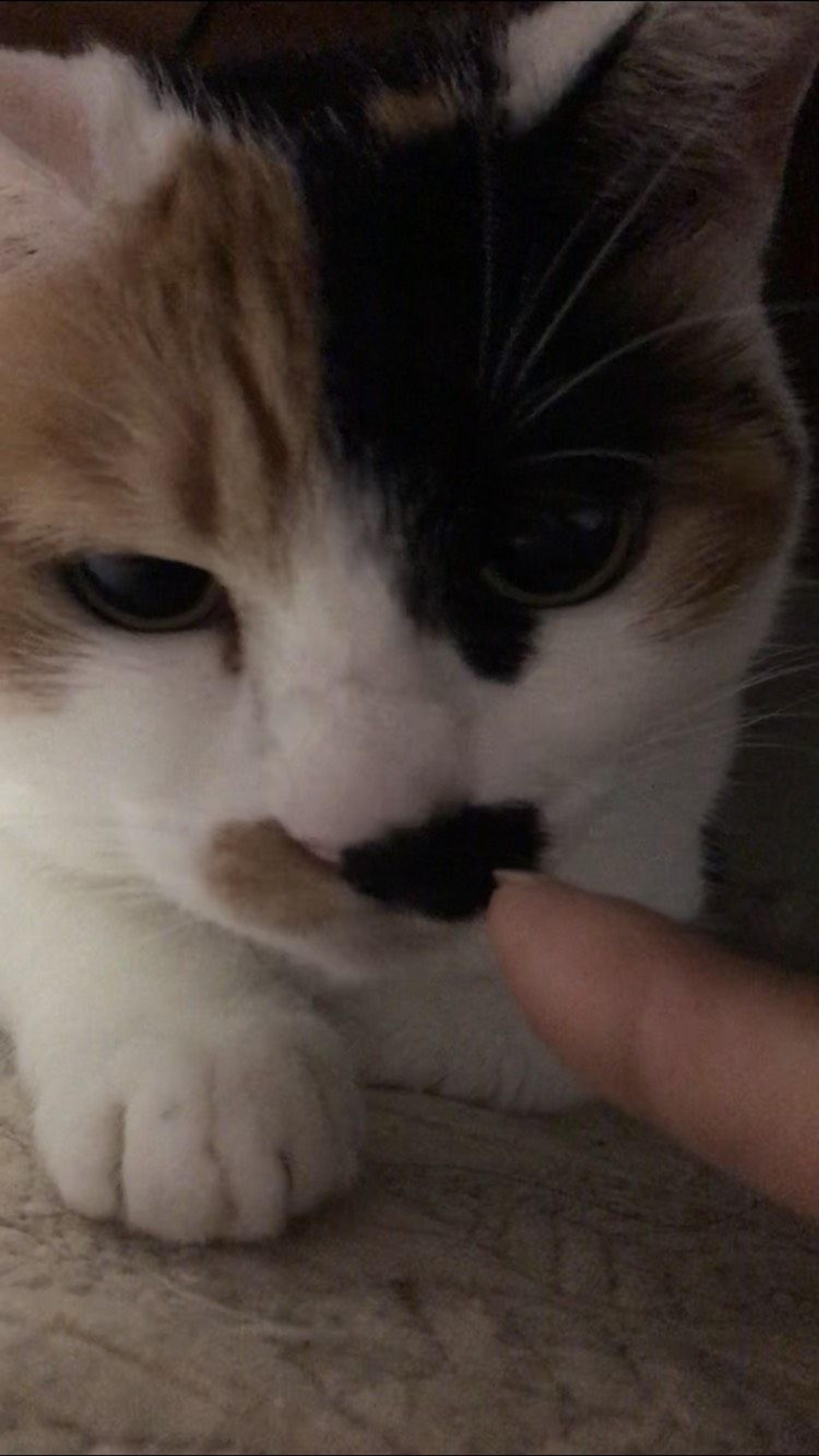 pet-image-2