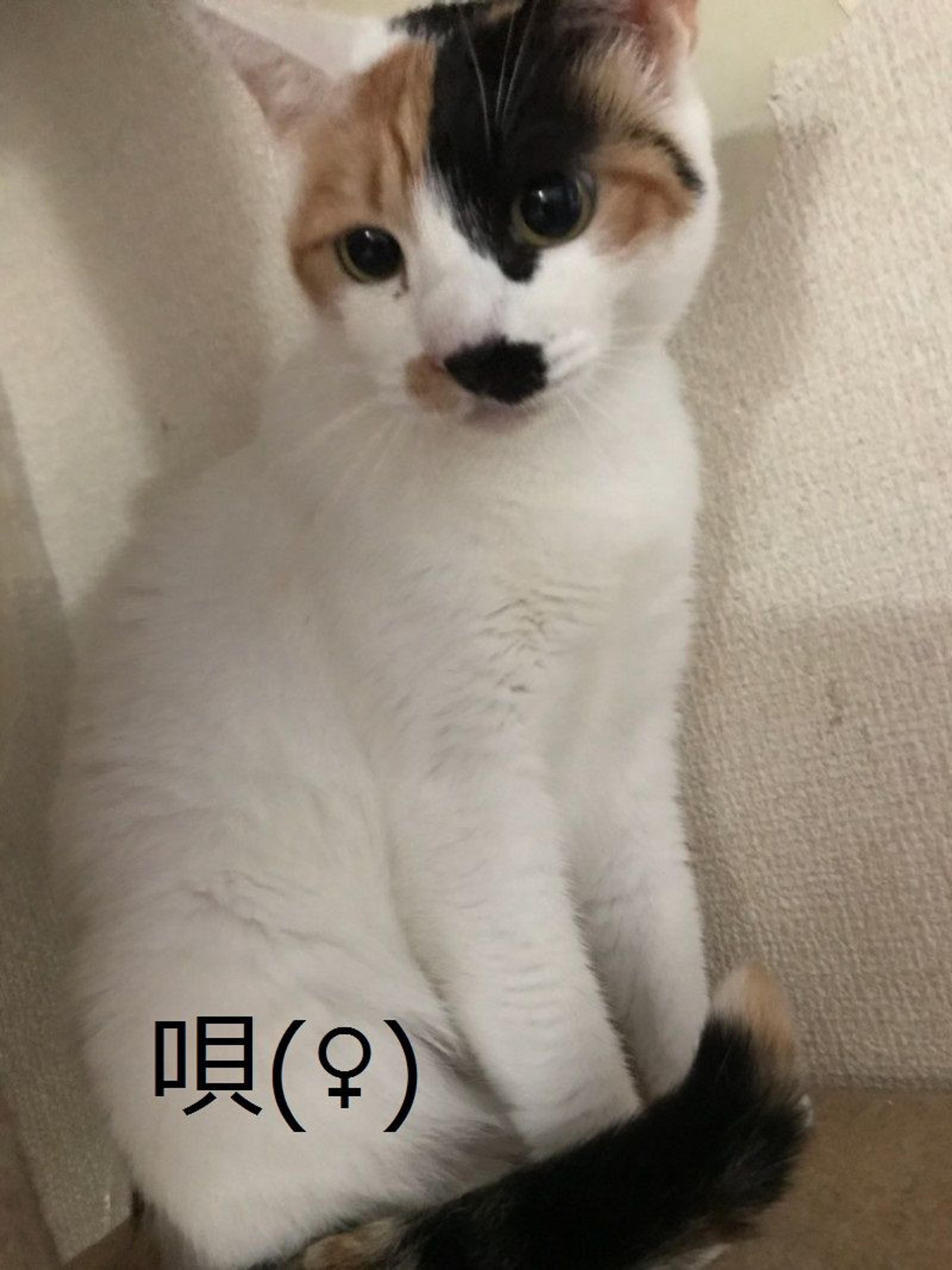 pet-image-3