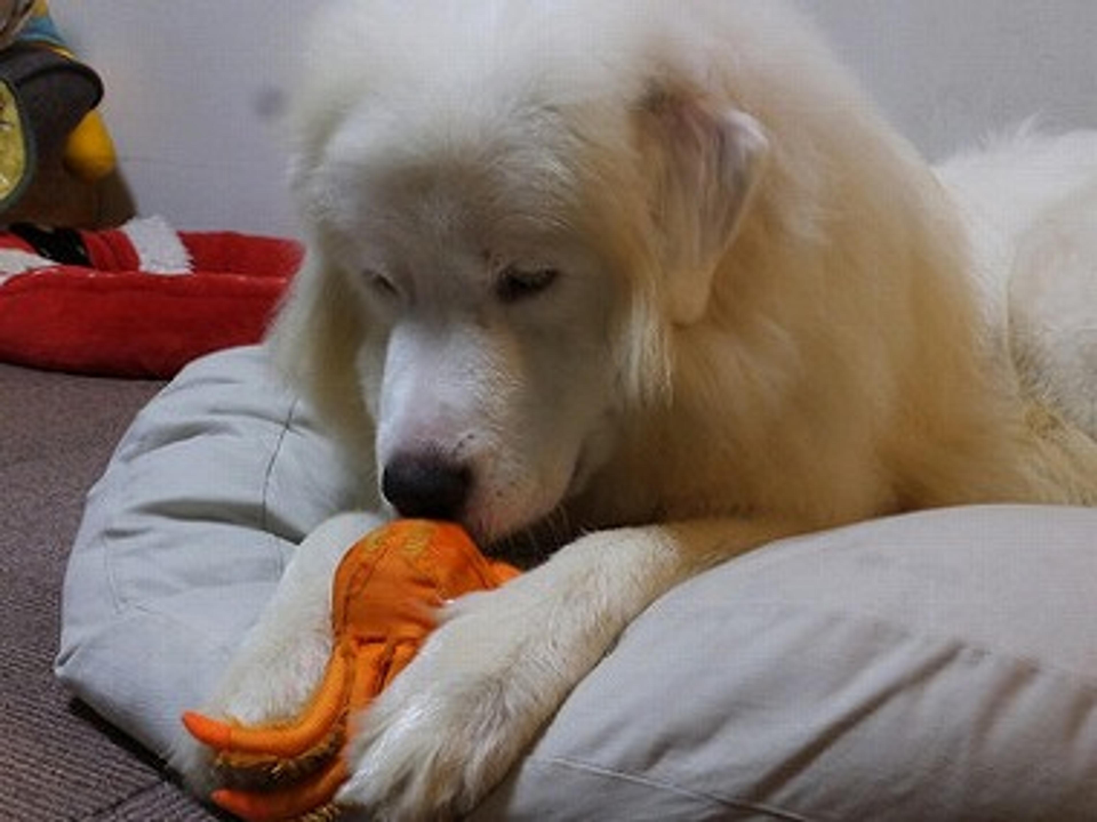 pet-image-2