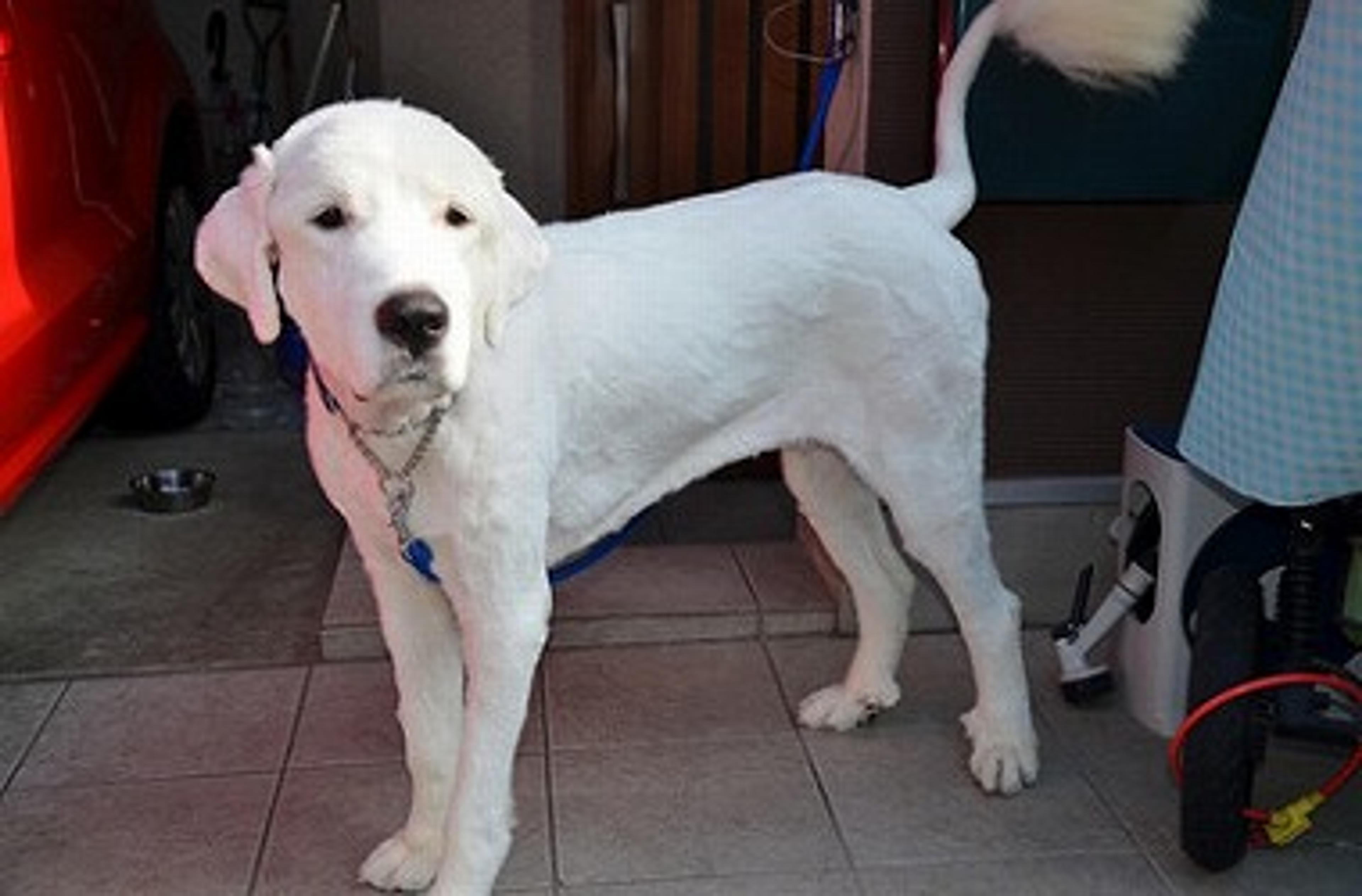 pet-image-3