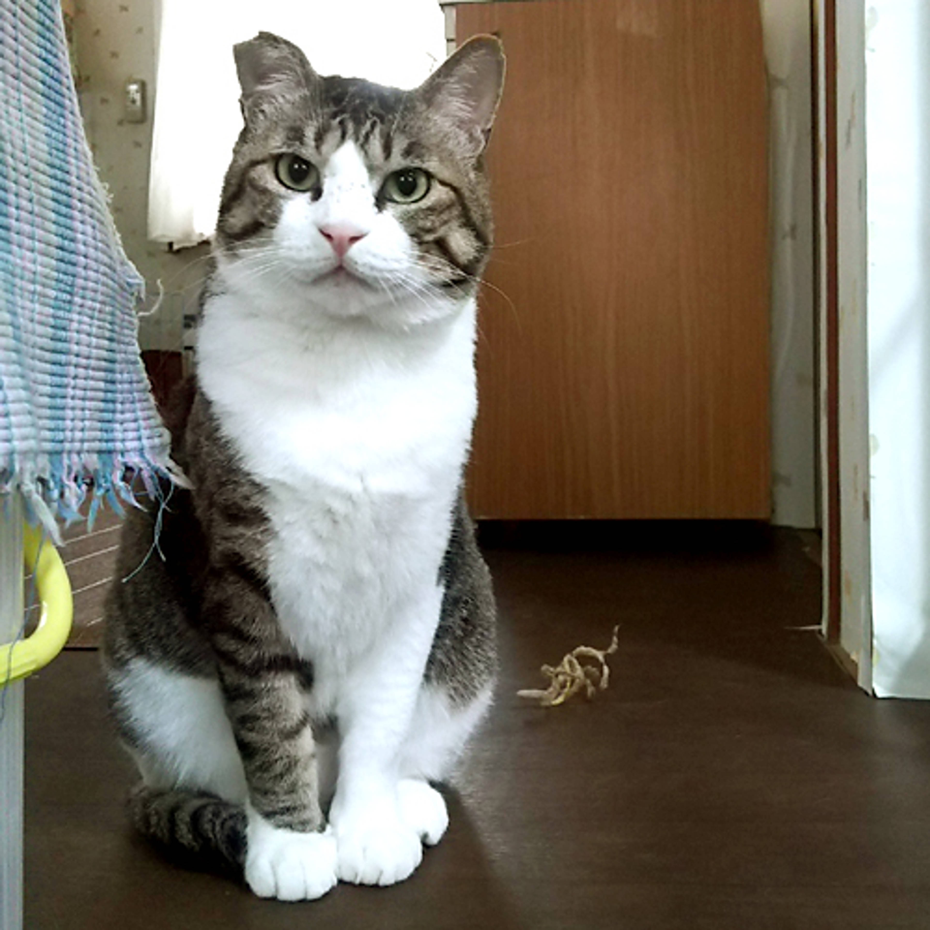 雑種（ミックス猫）・オスの里親募集の写真