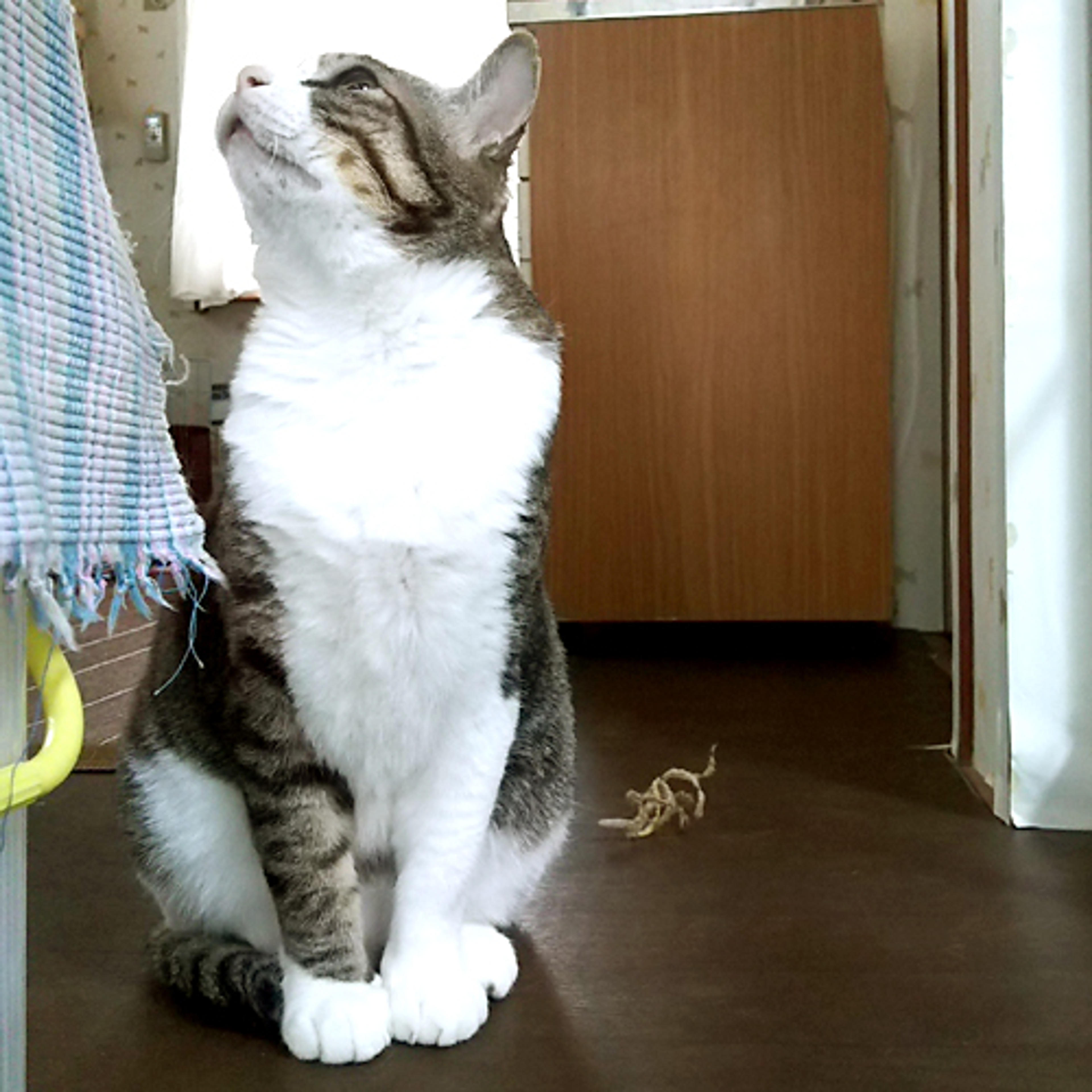 pet-image-2