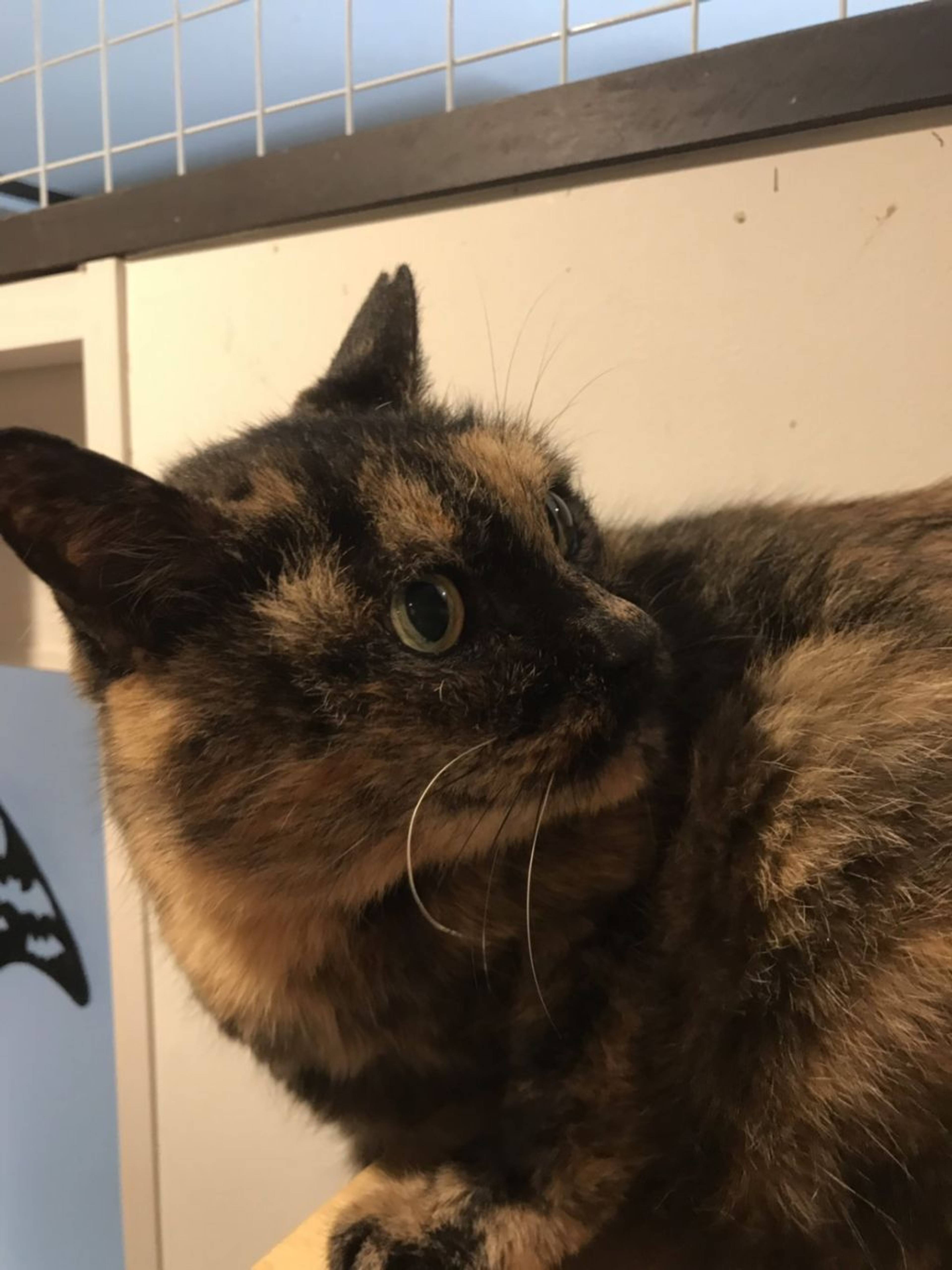 雑種（ミックス猫）・メスの里親募集の写真