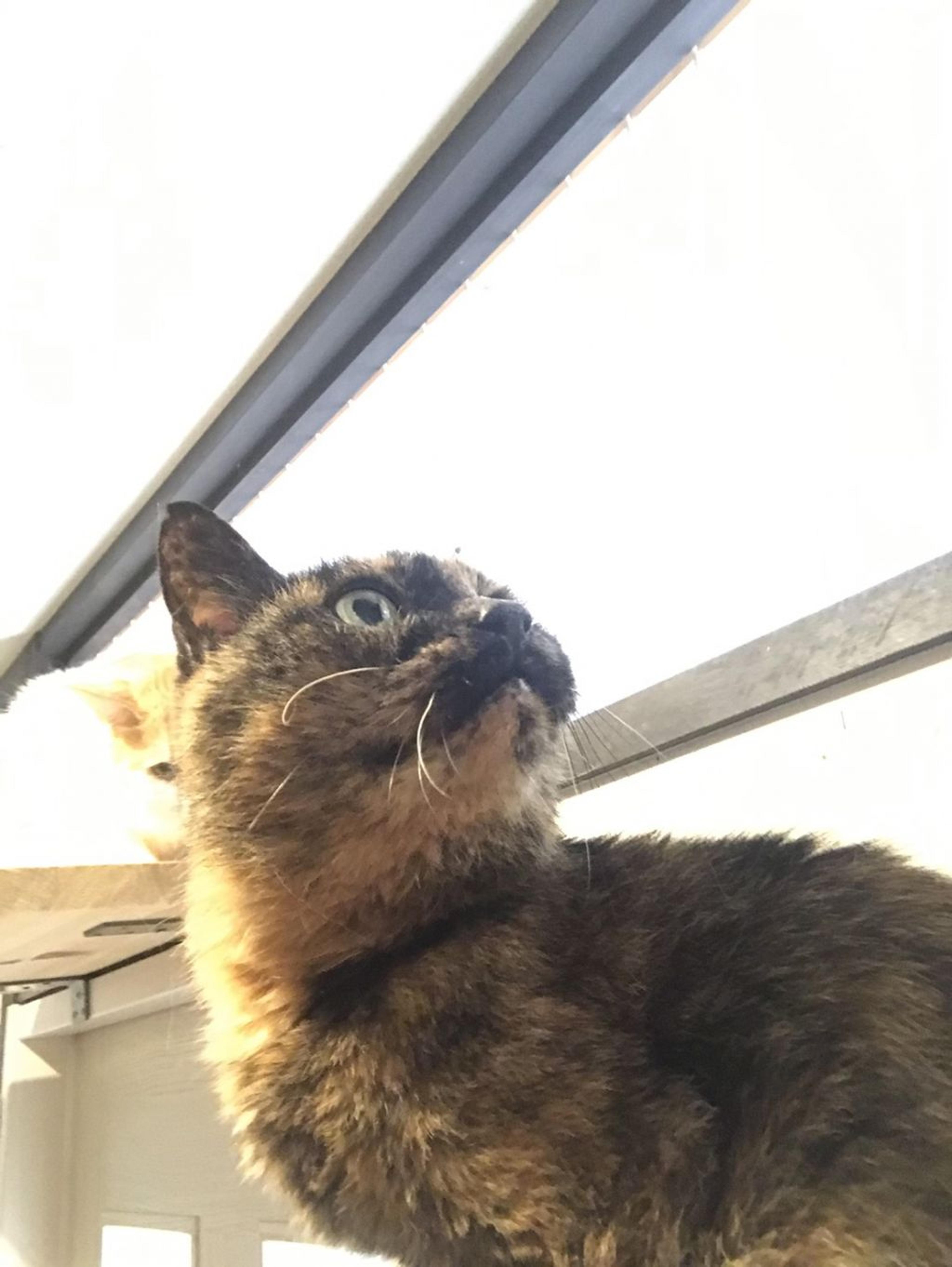 pet-image-2