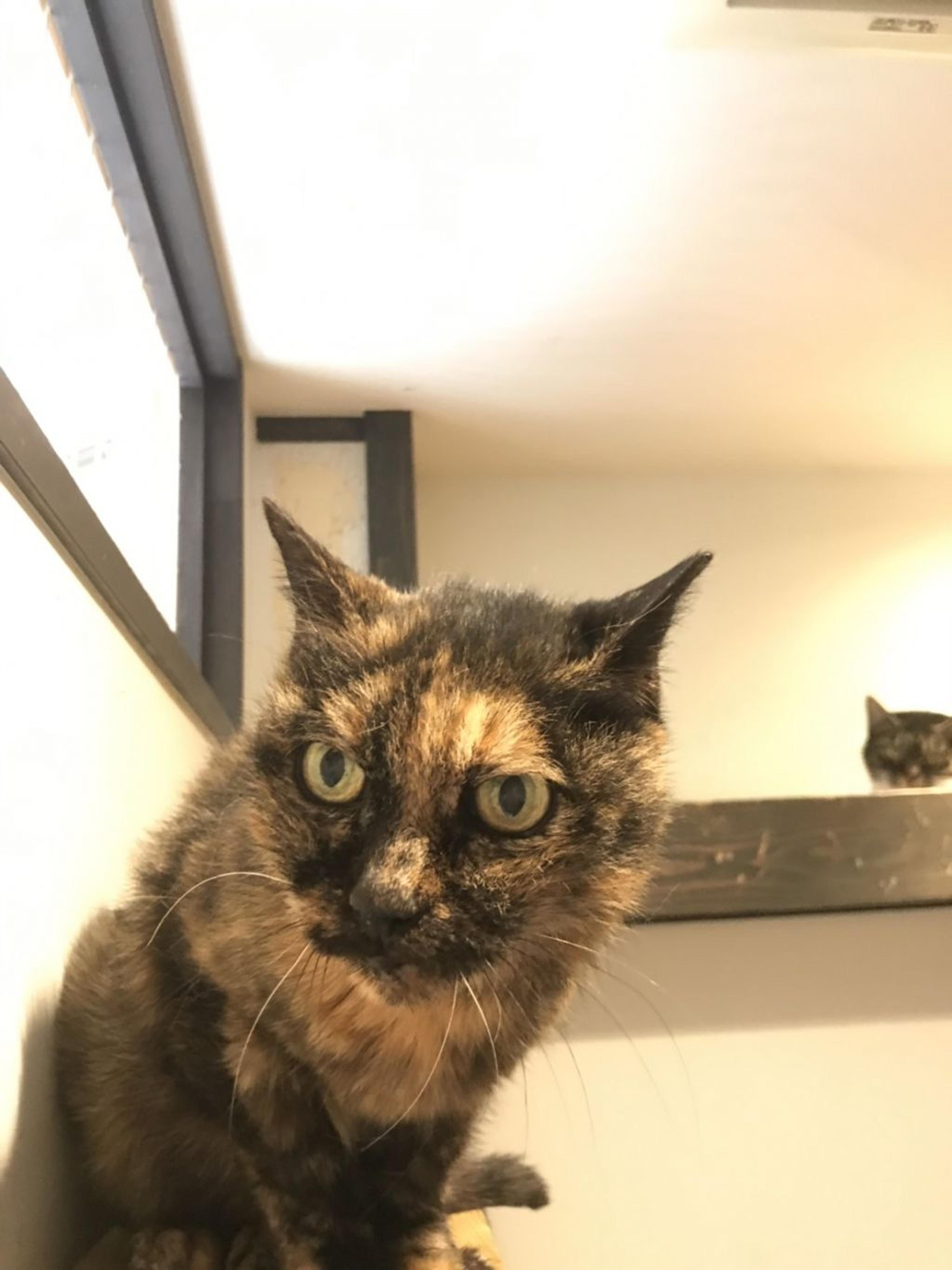 pet-image-3