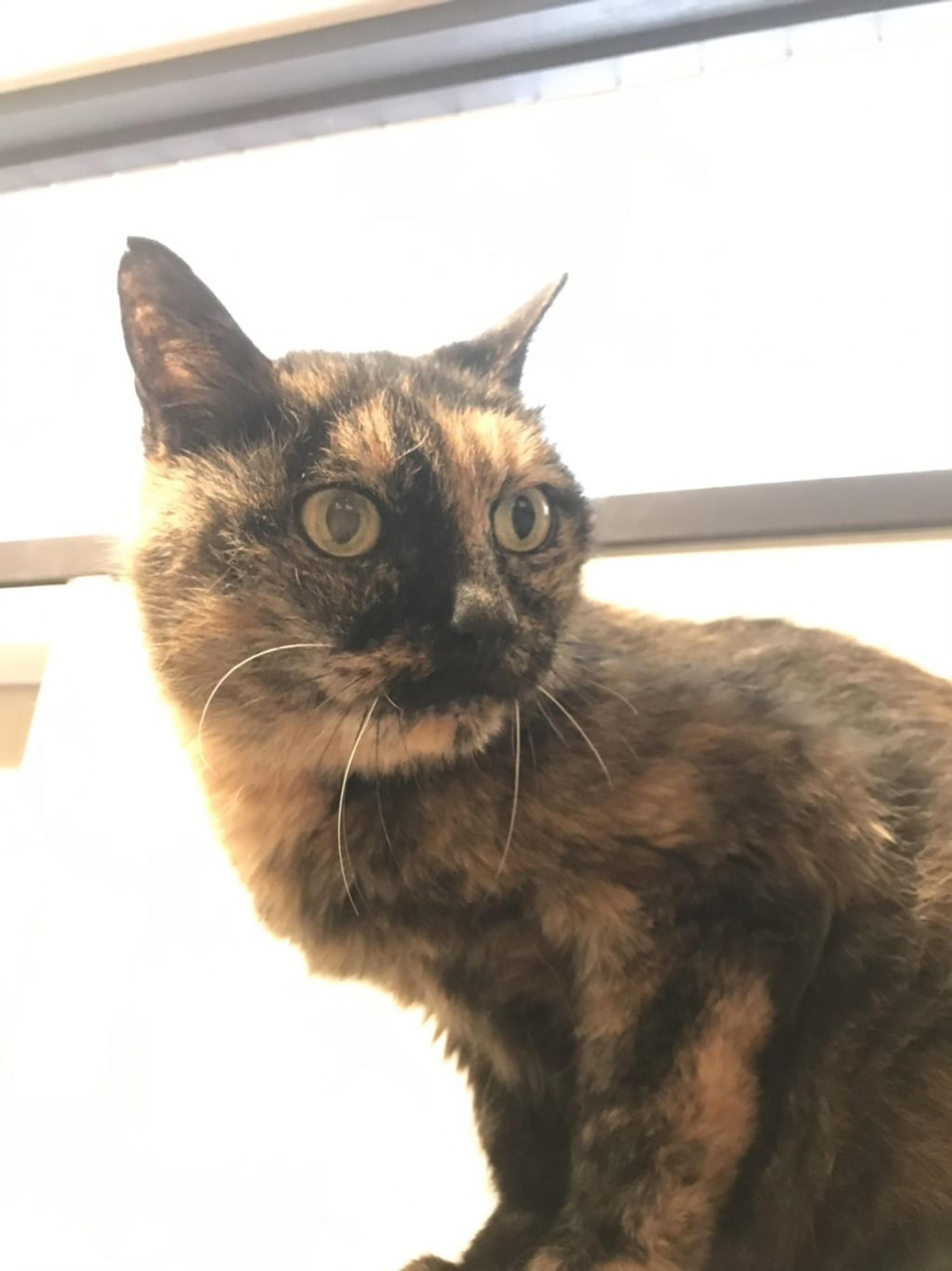 pet-image-4