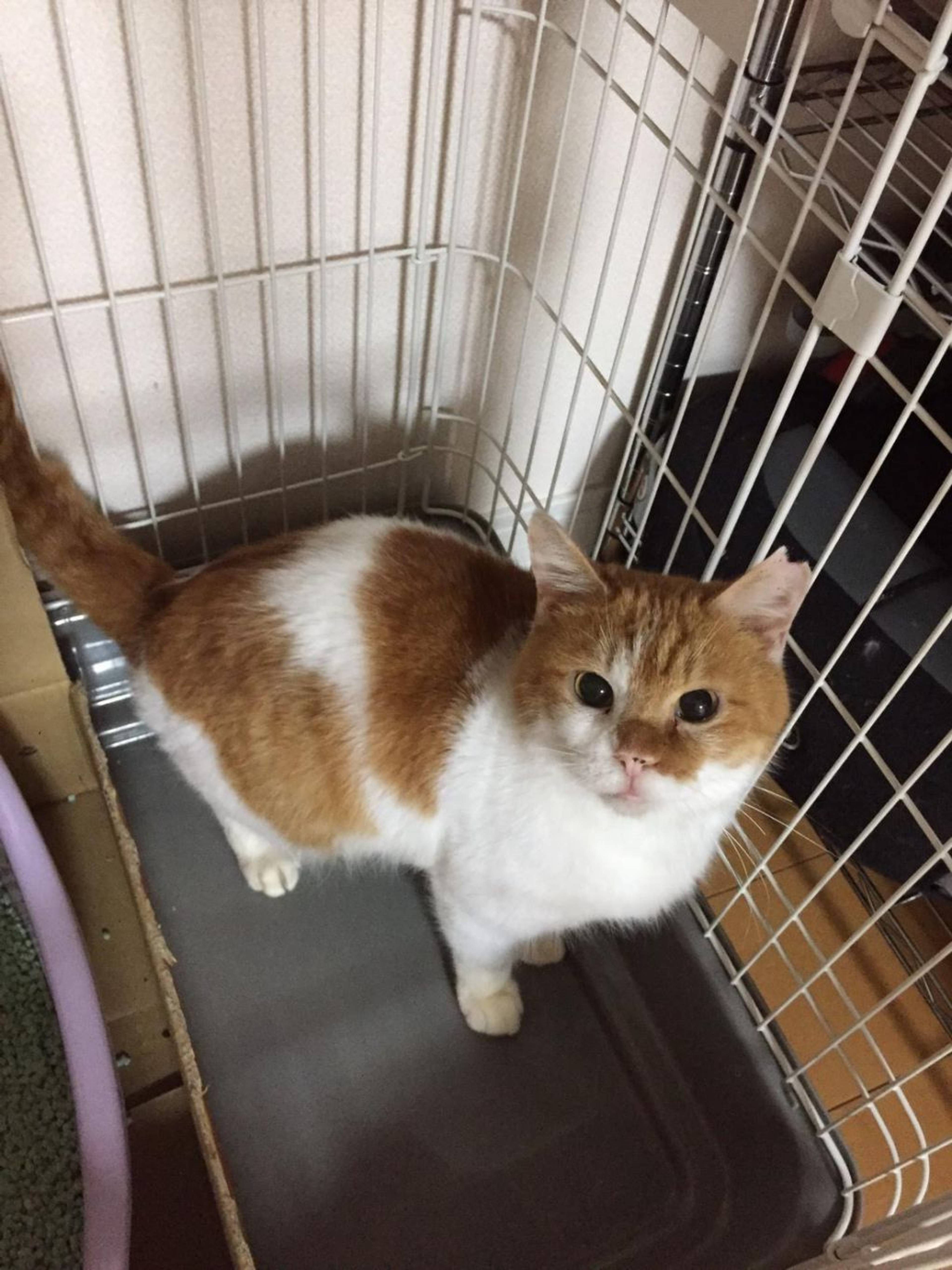 雑種（ミックス猫）・オスの里親募集の写真