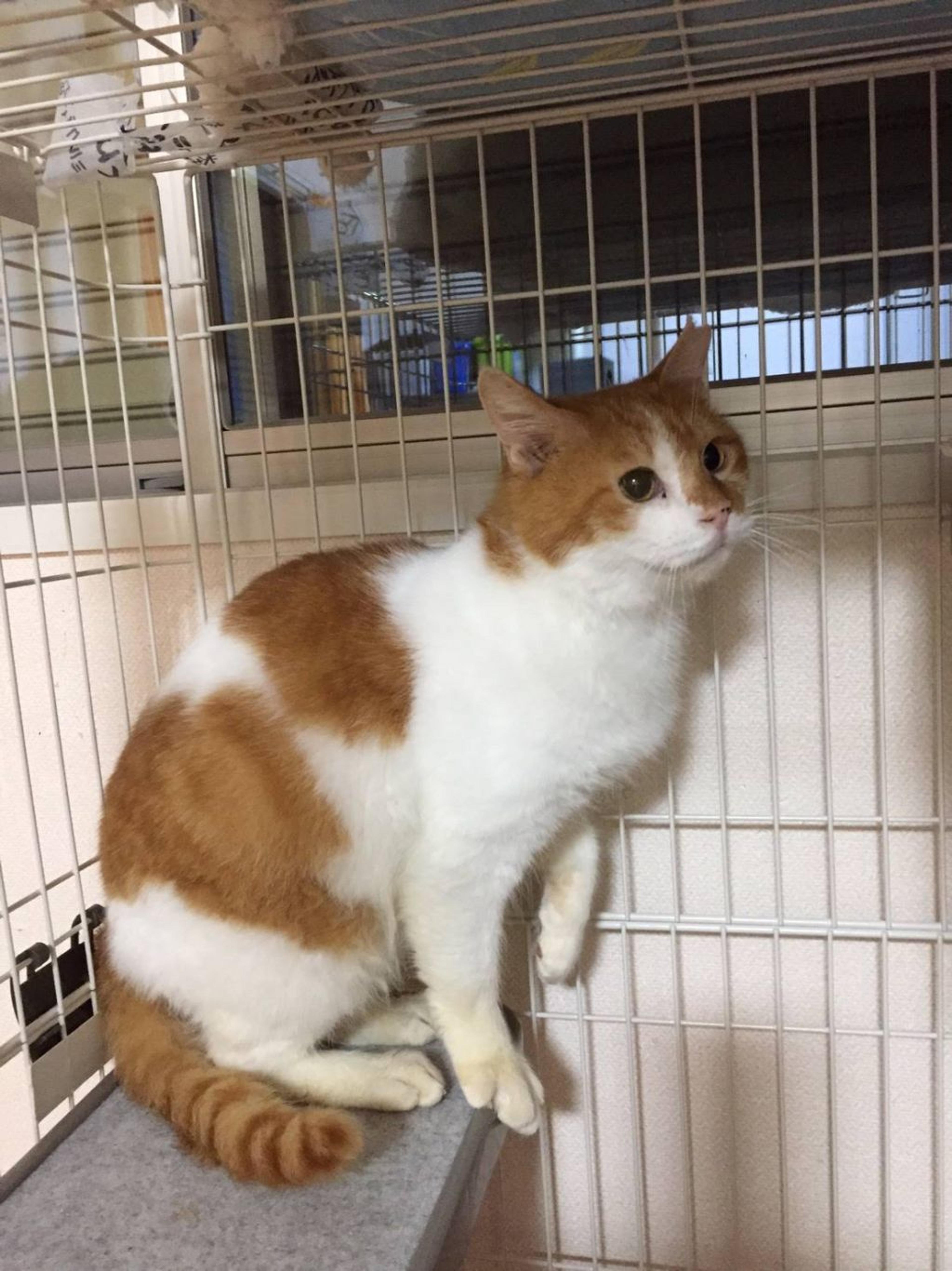 pet-image-2
