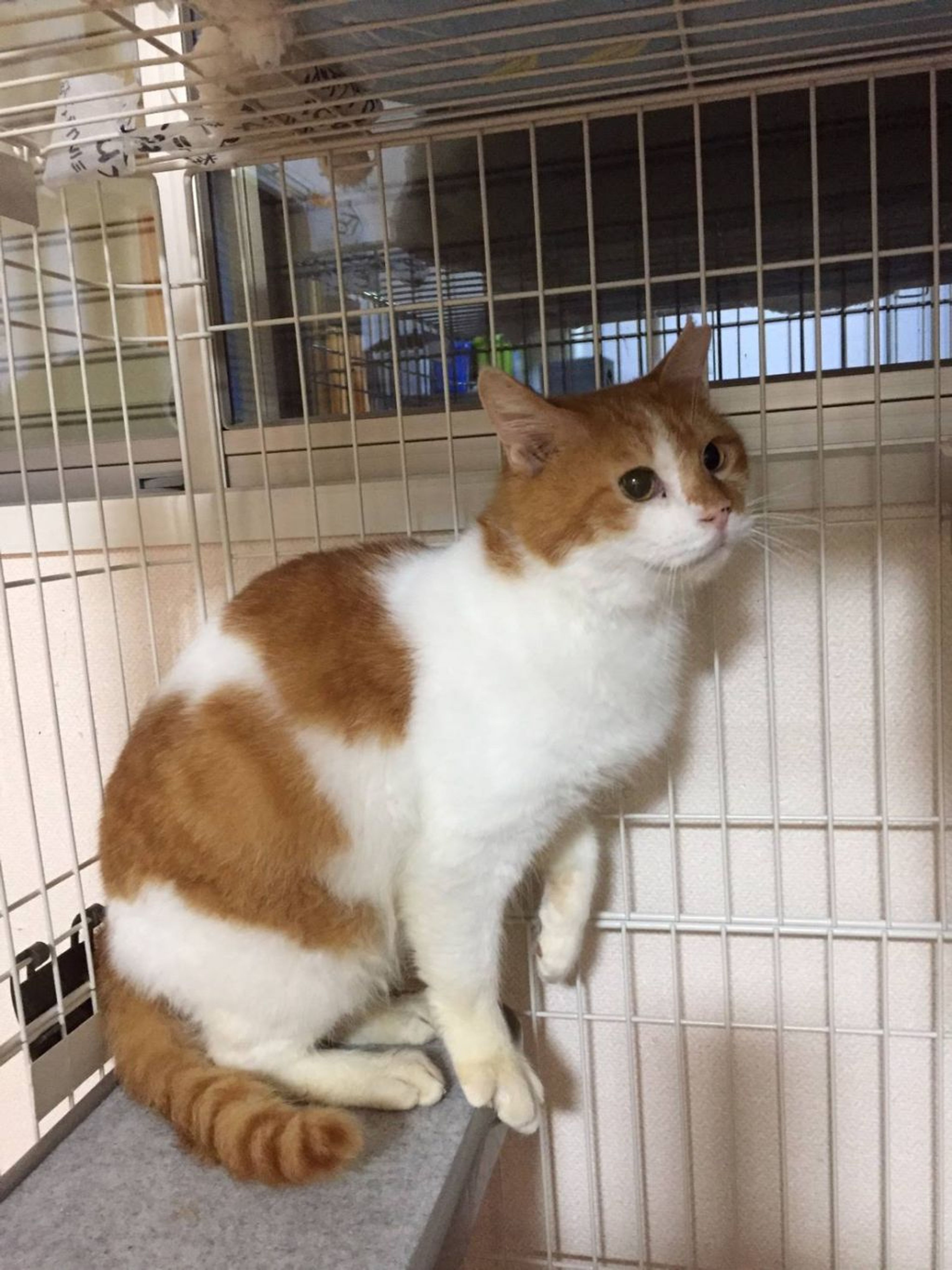 pet-image-2