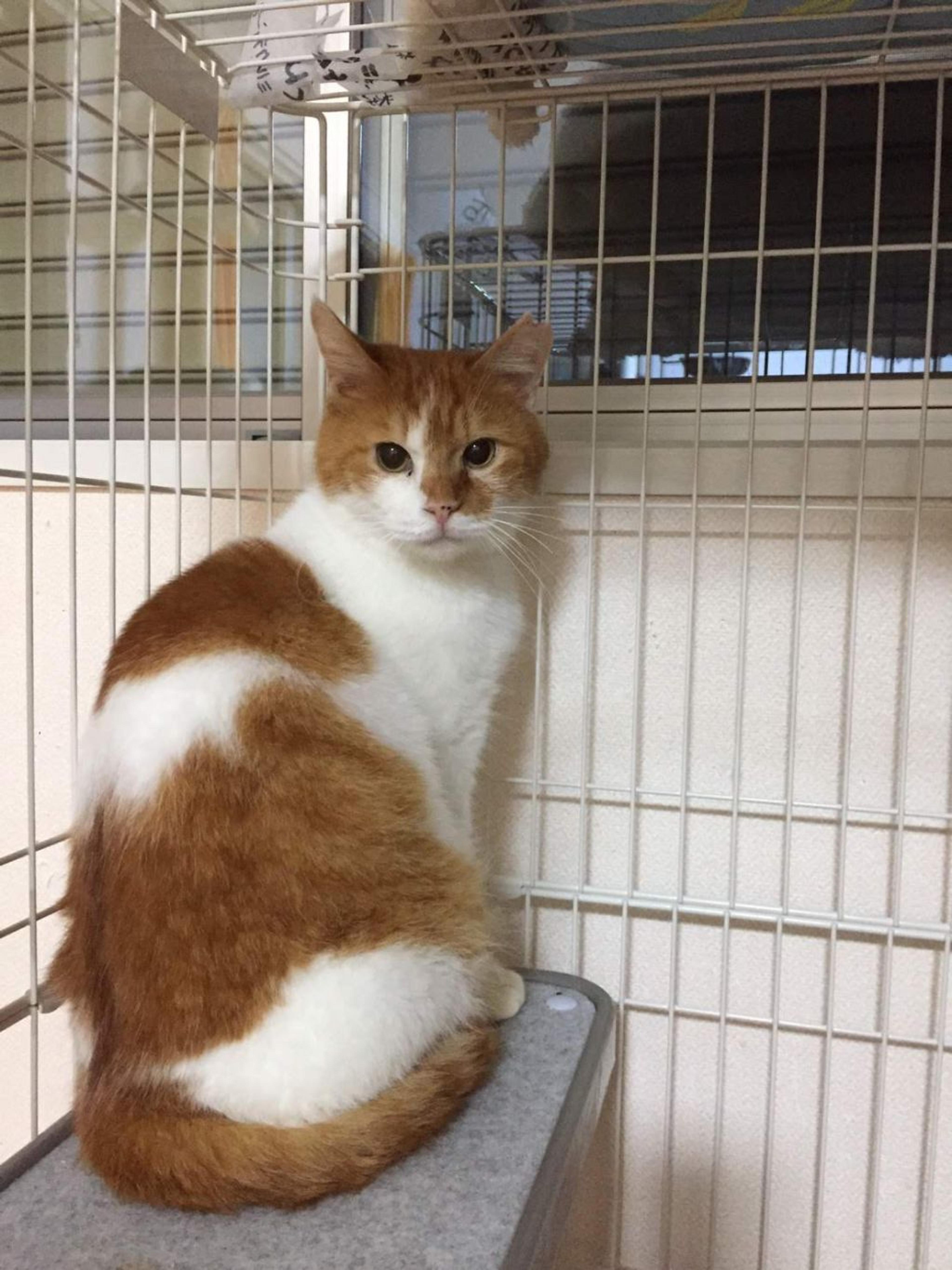pet-image-3