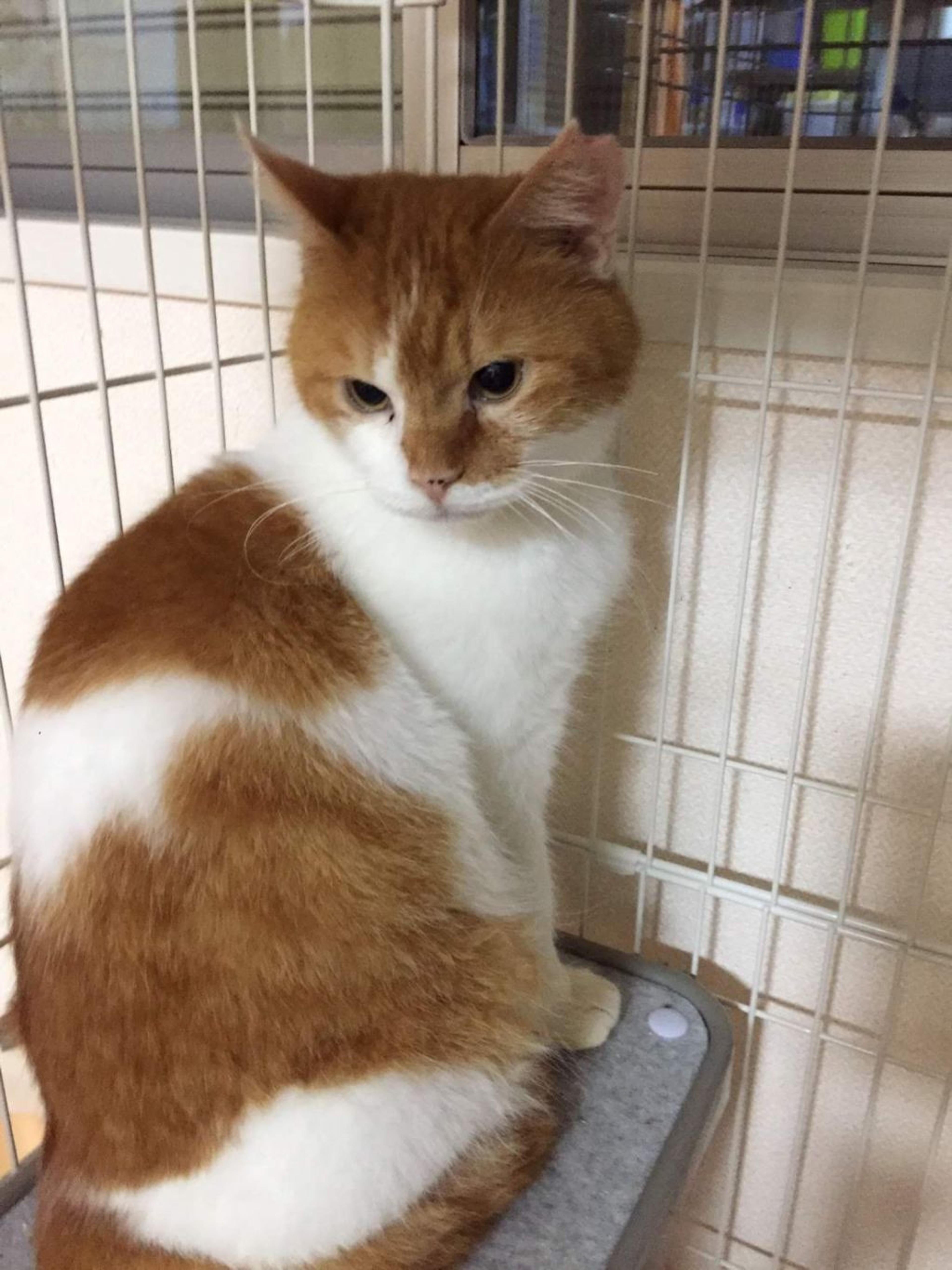 pet-image-4