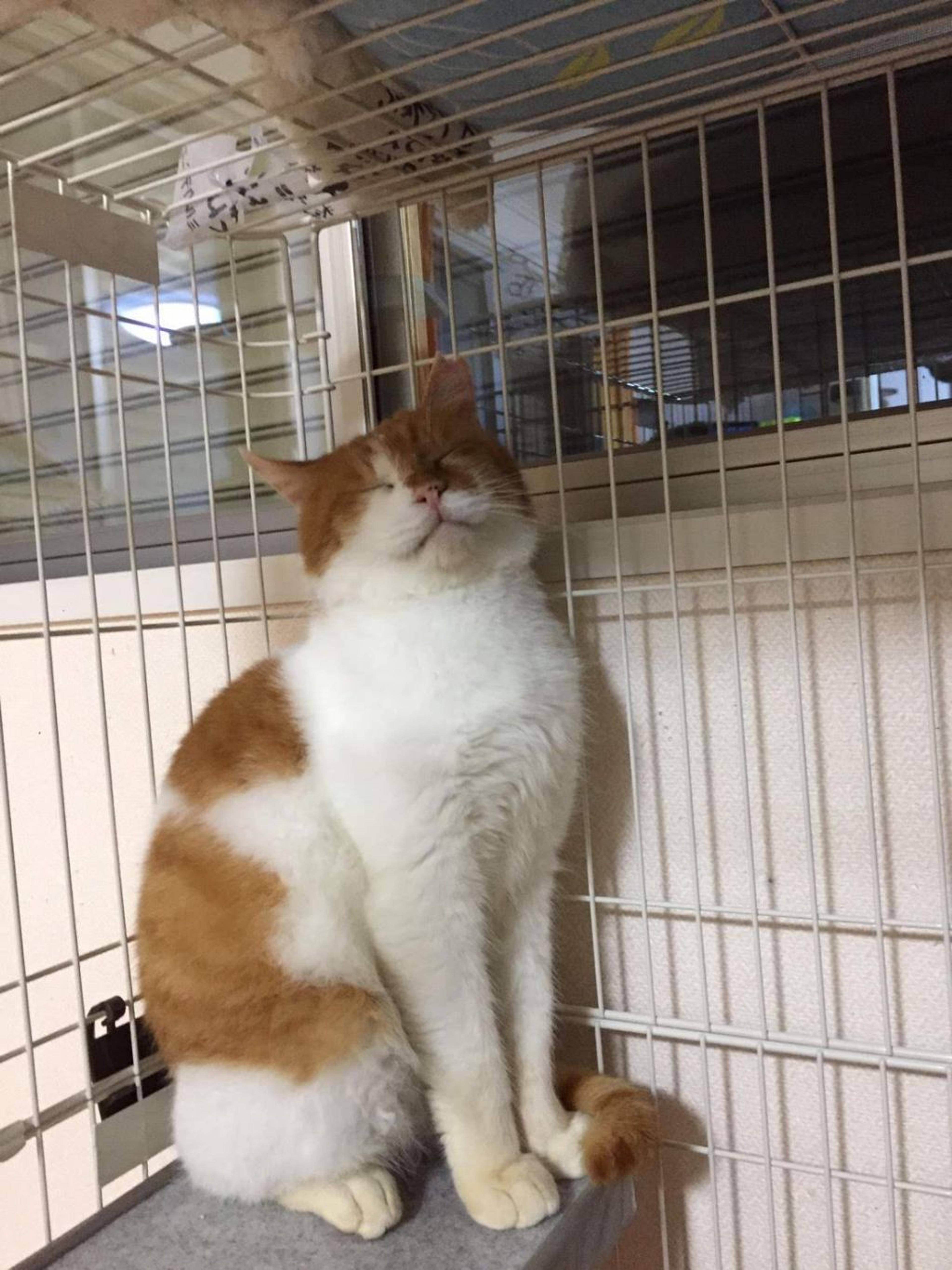 pet-image-5