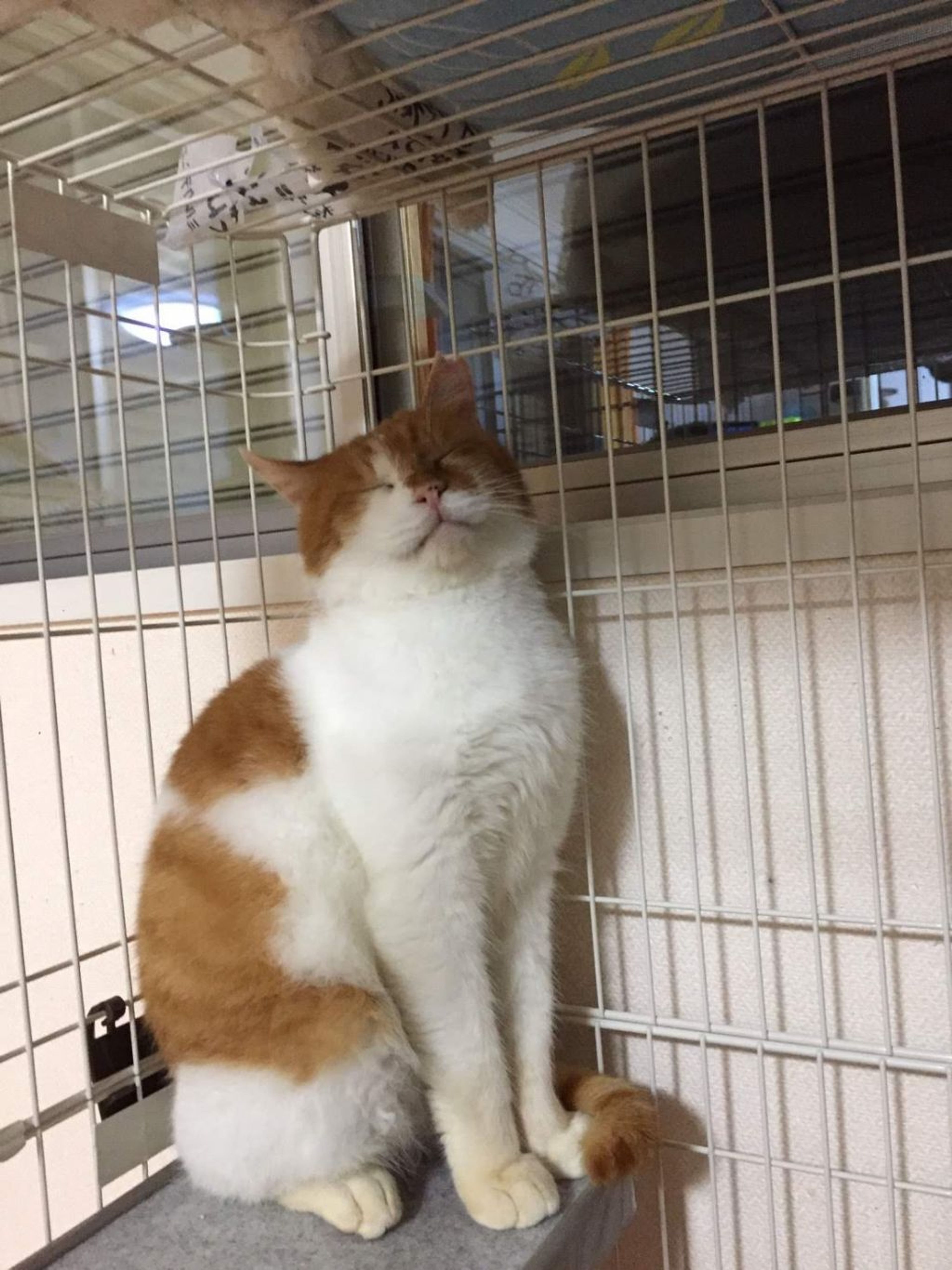 pet-image-5
