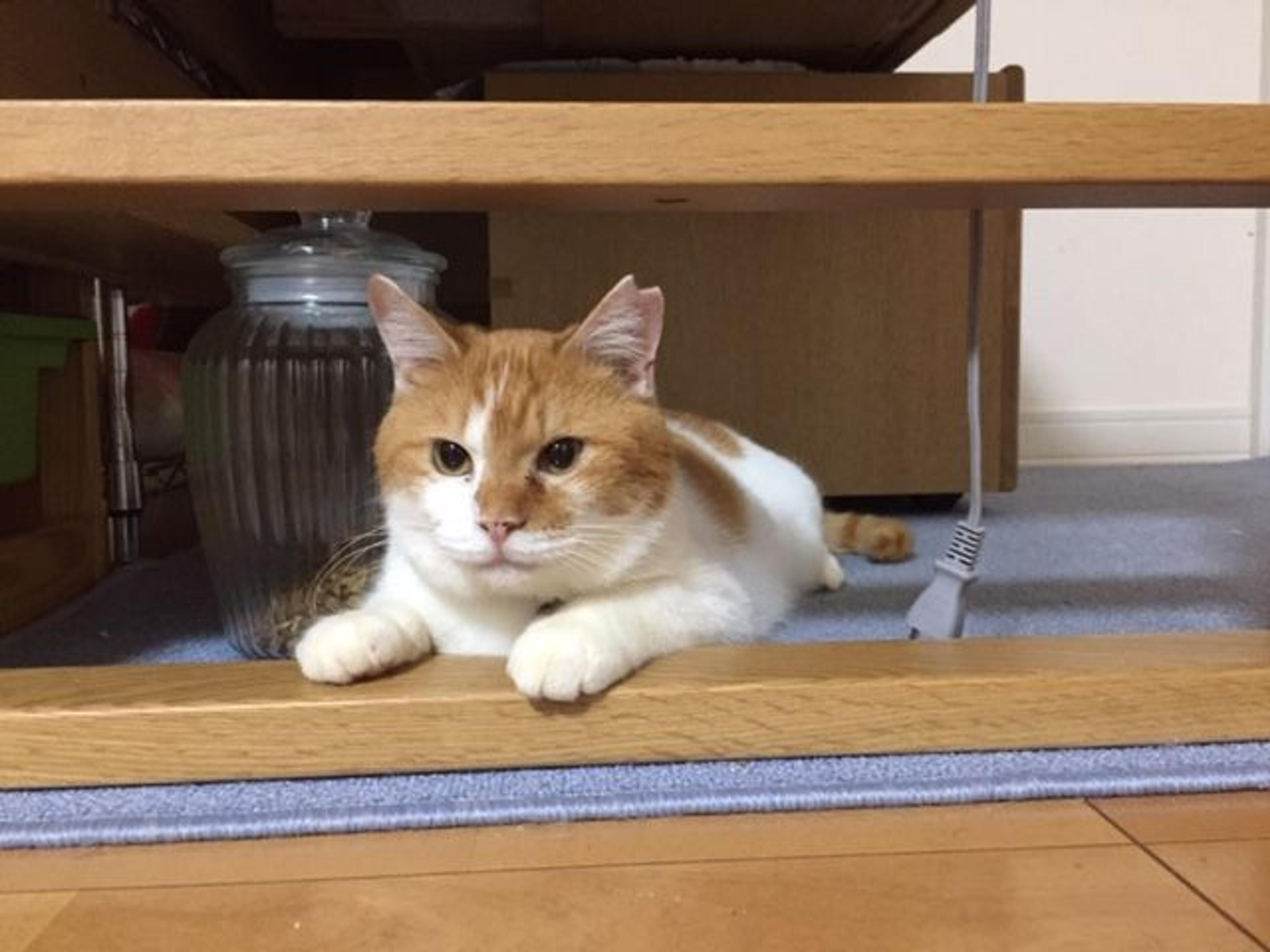 pet-image-6