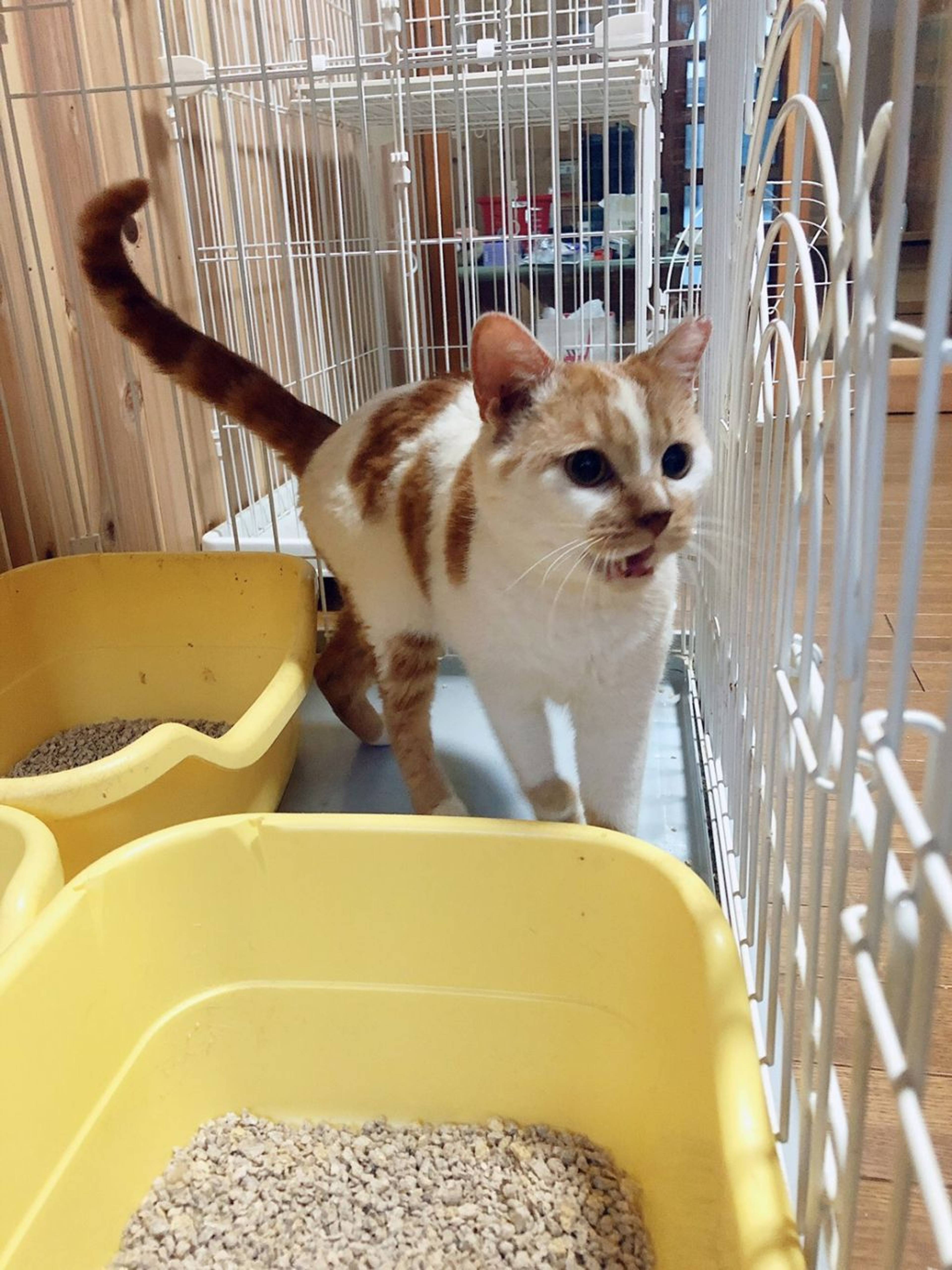 雑種（ミックス猫）・オスの里親募集の写真