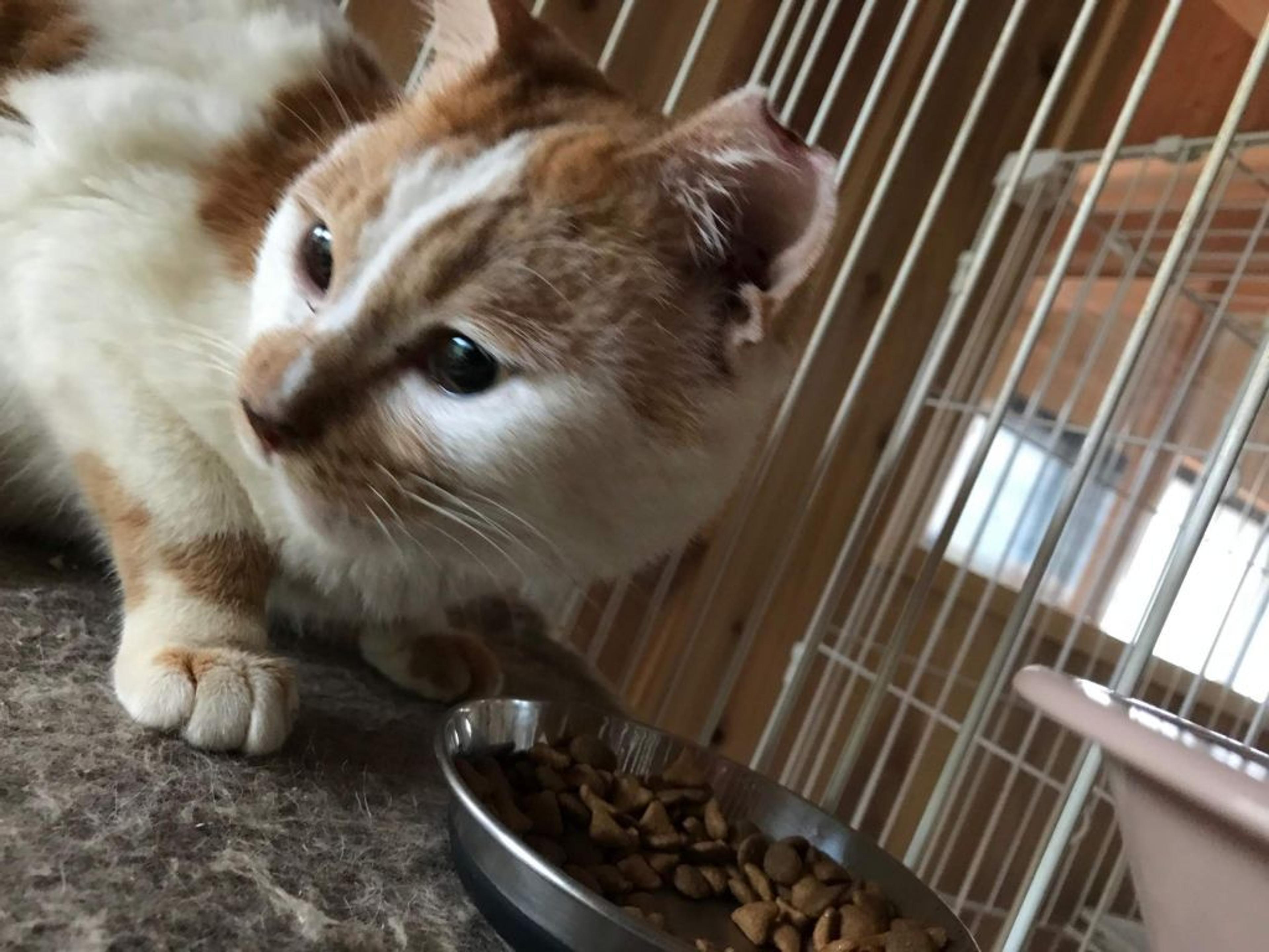 pet-image-3