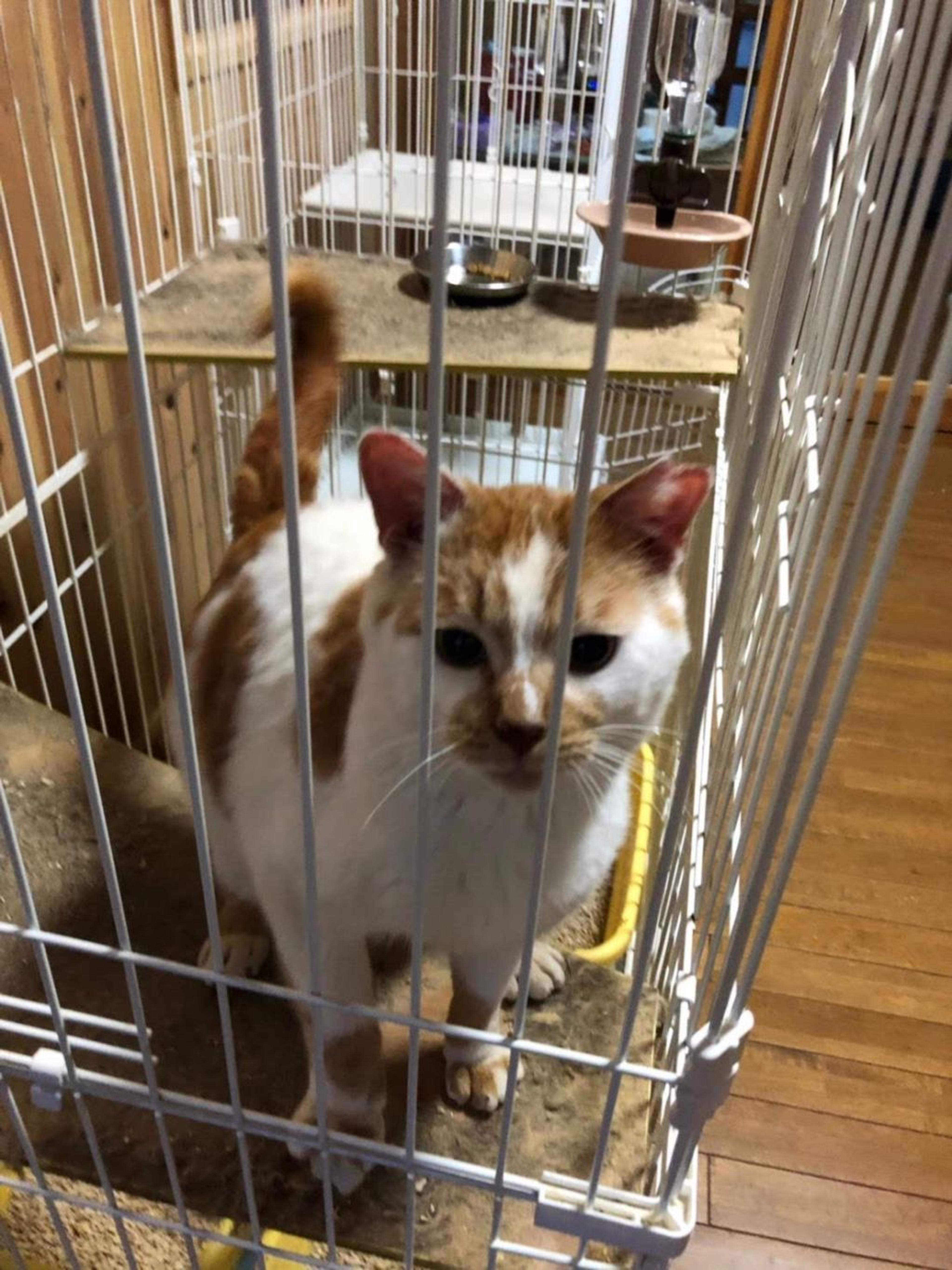 pet-image-4
