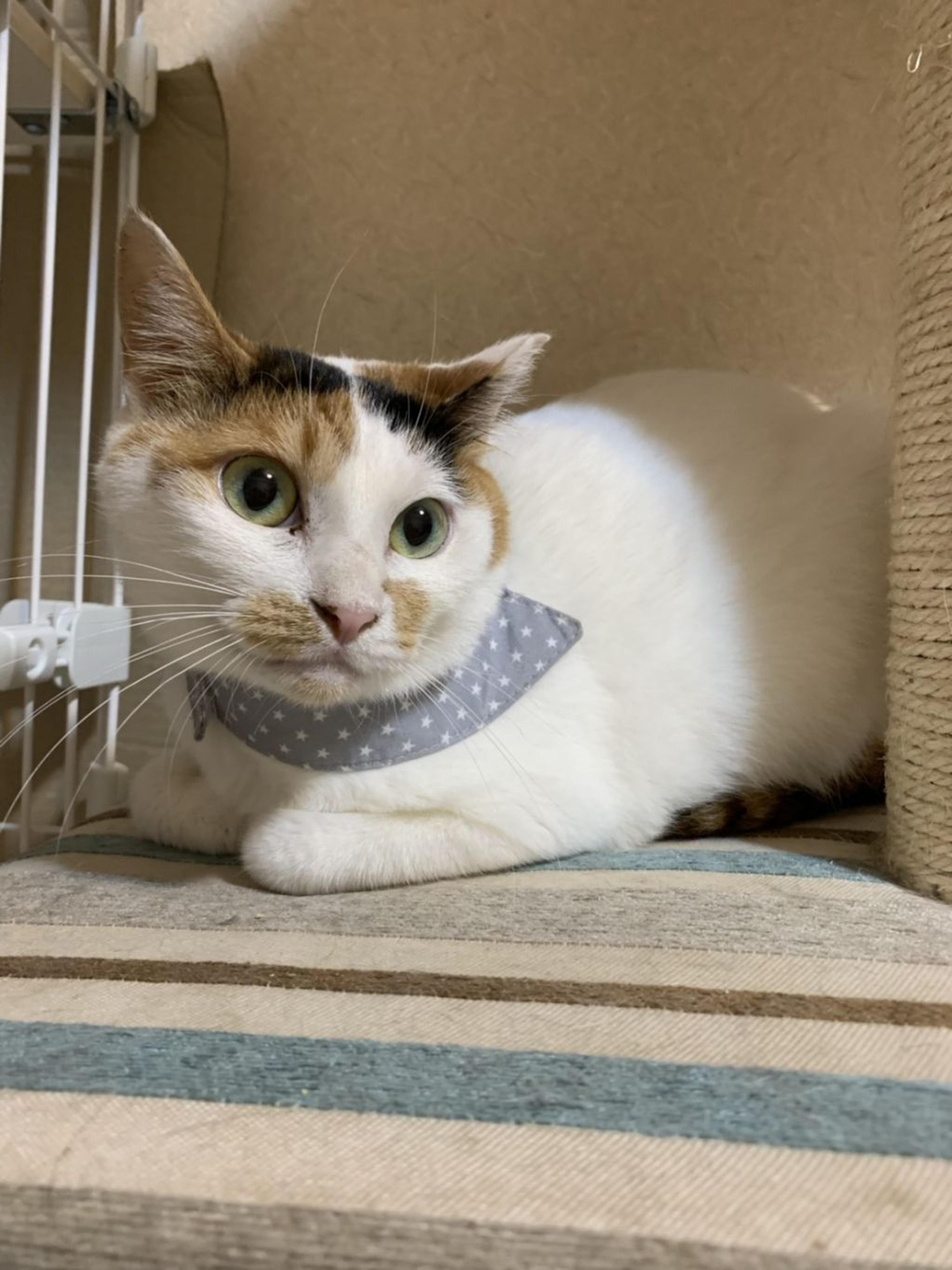 pet-image-2