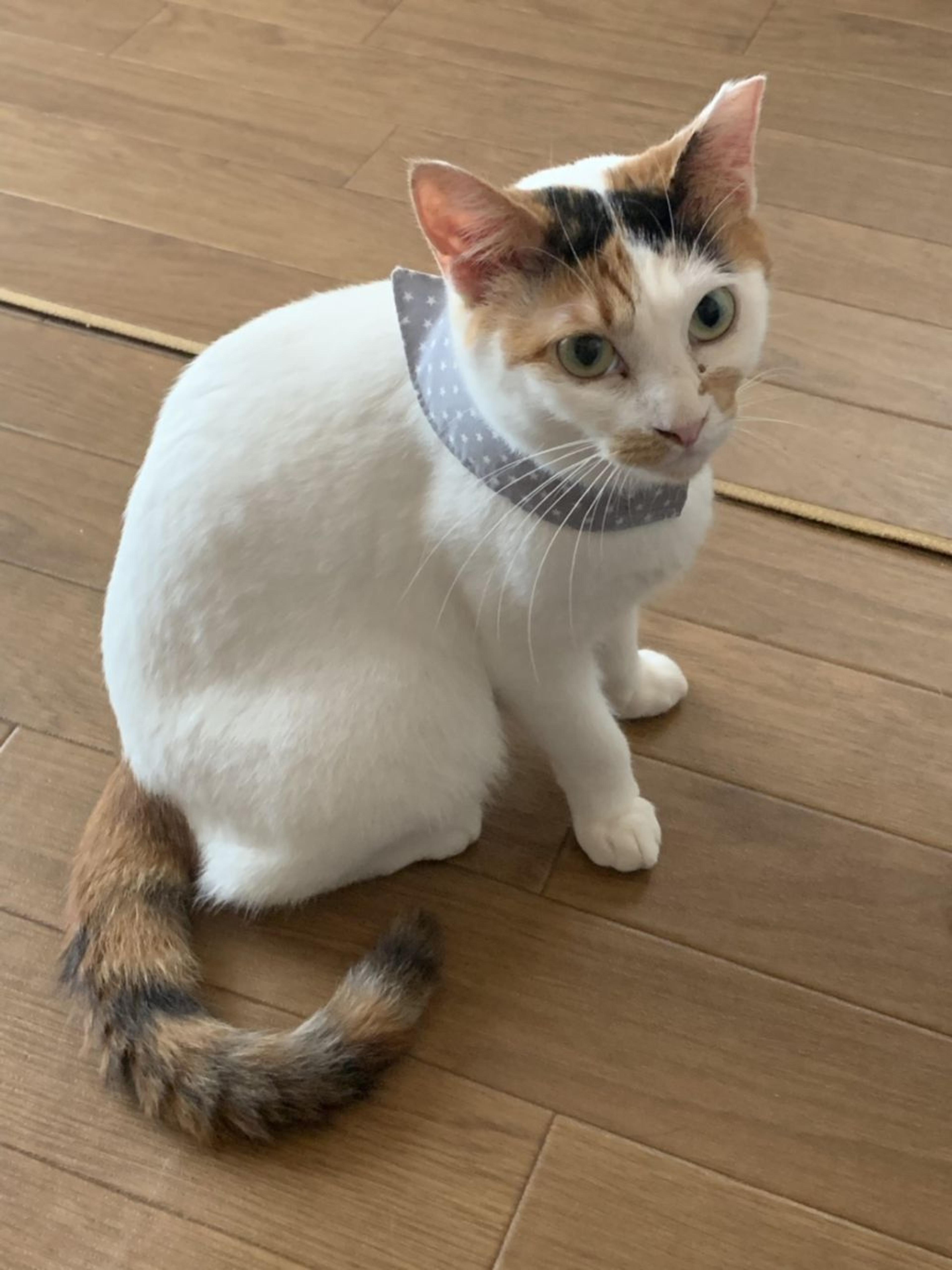 pet-image-3