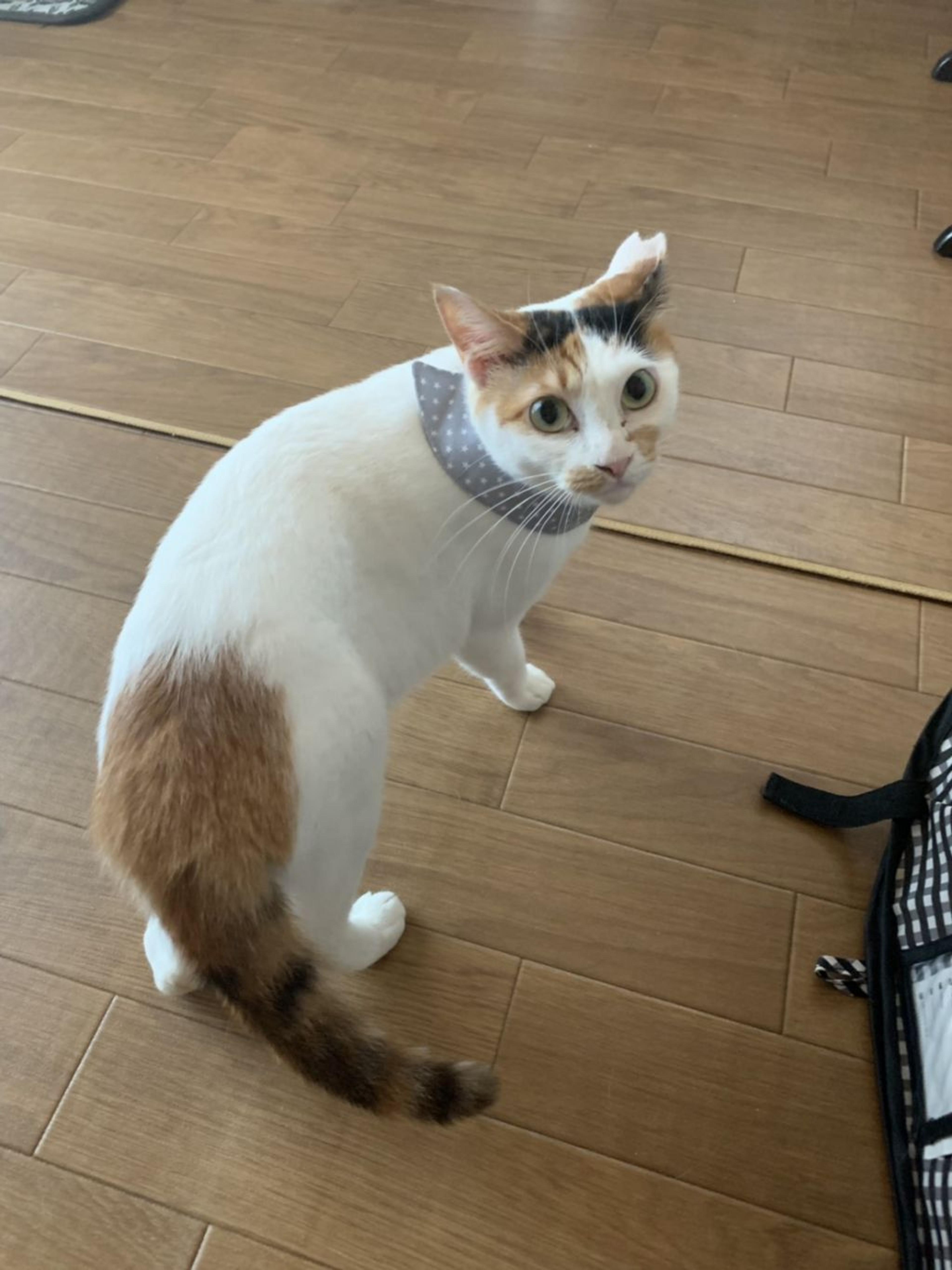 pet-image-4