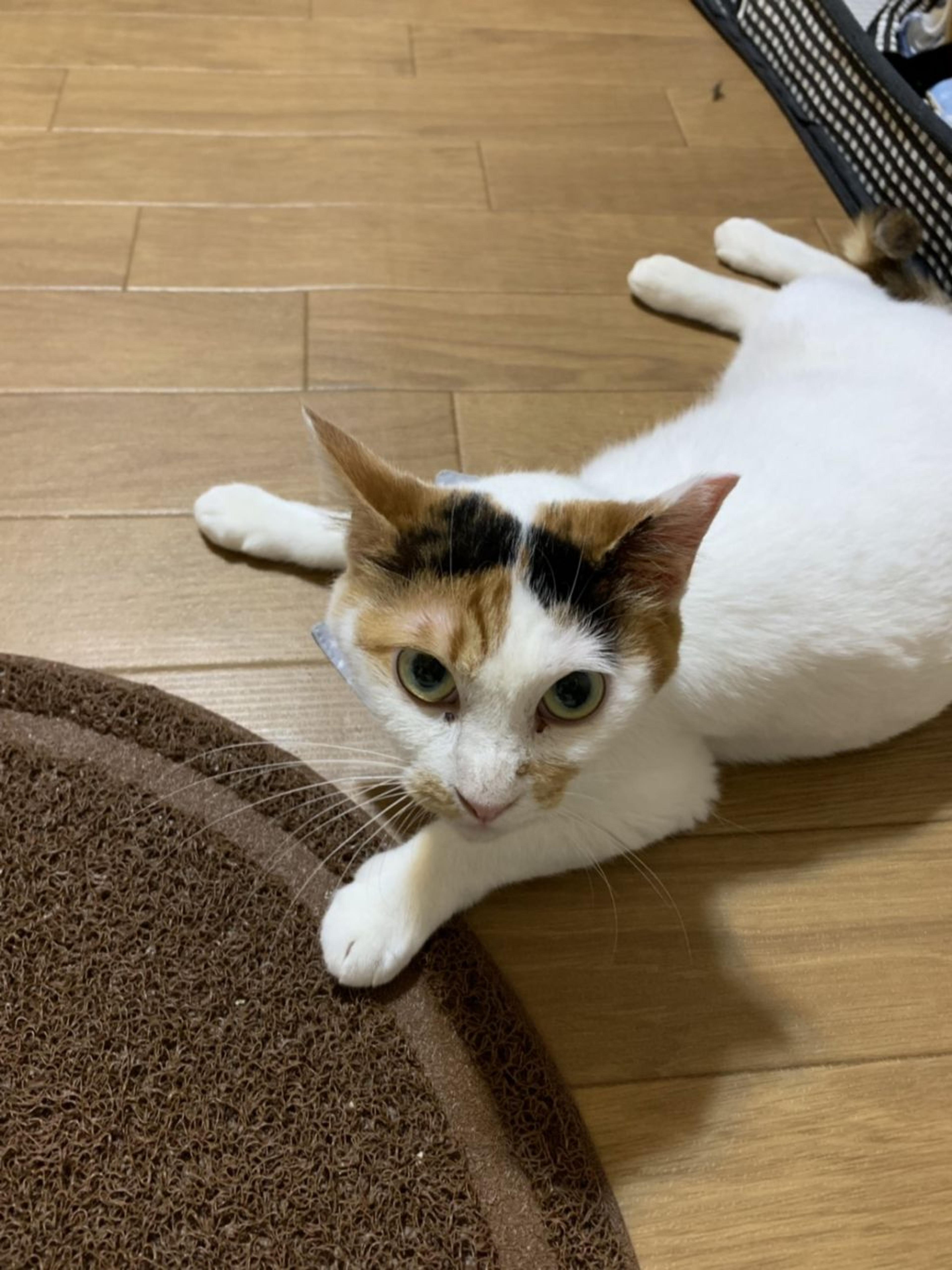 pet-image-5