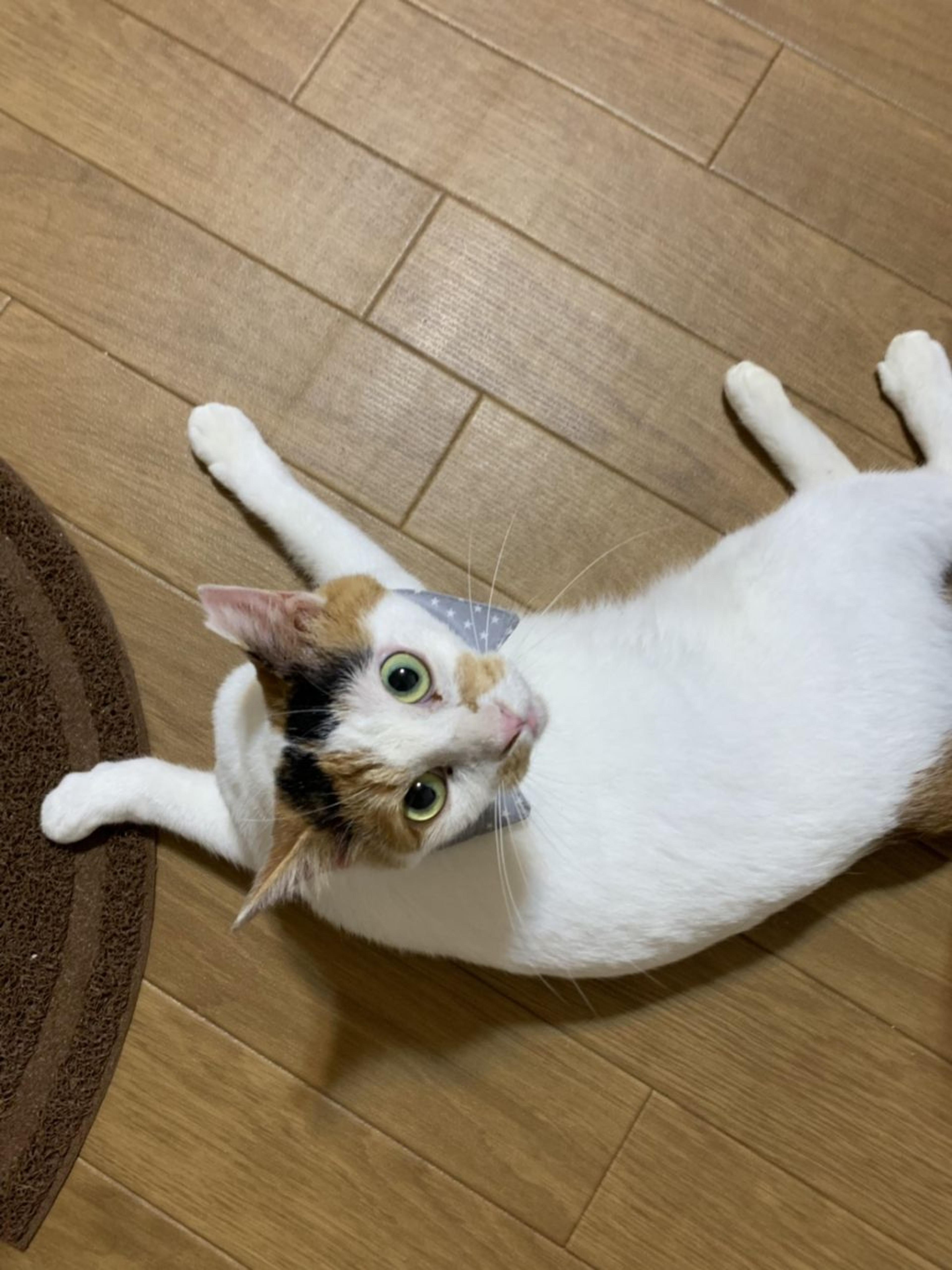 pet-image-6