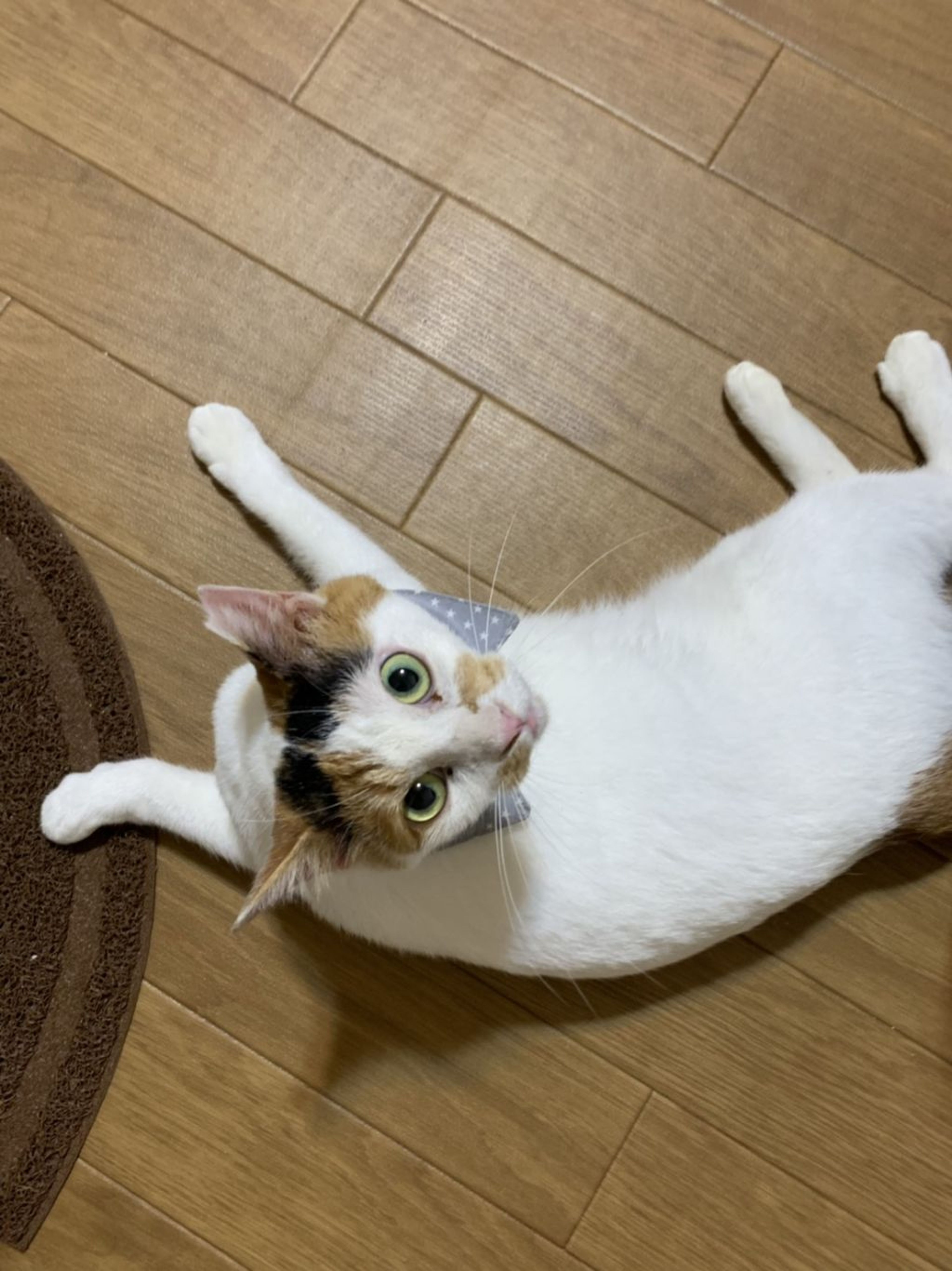 pet-image-6