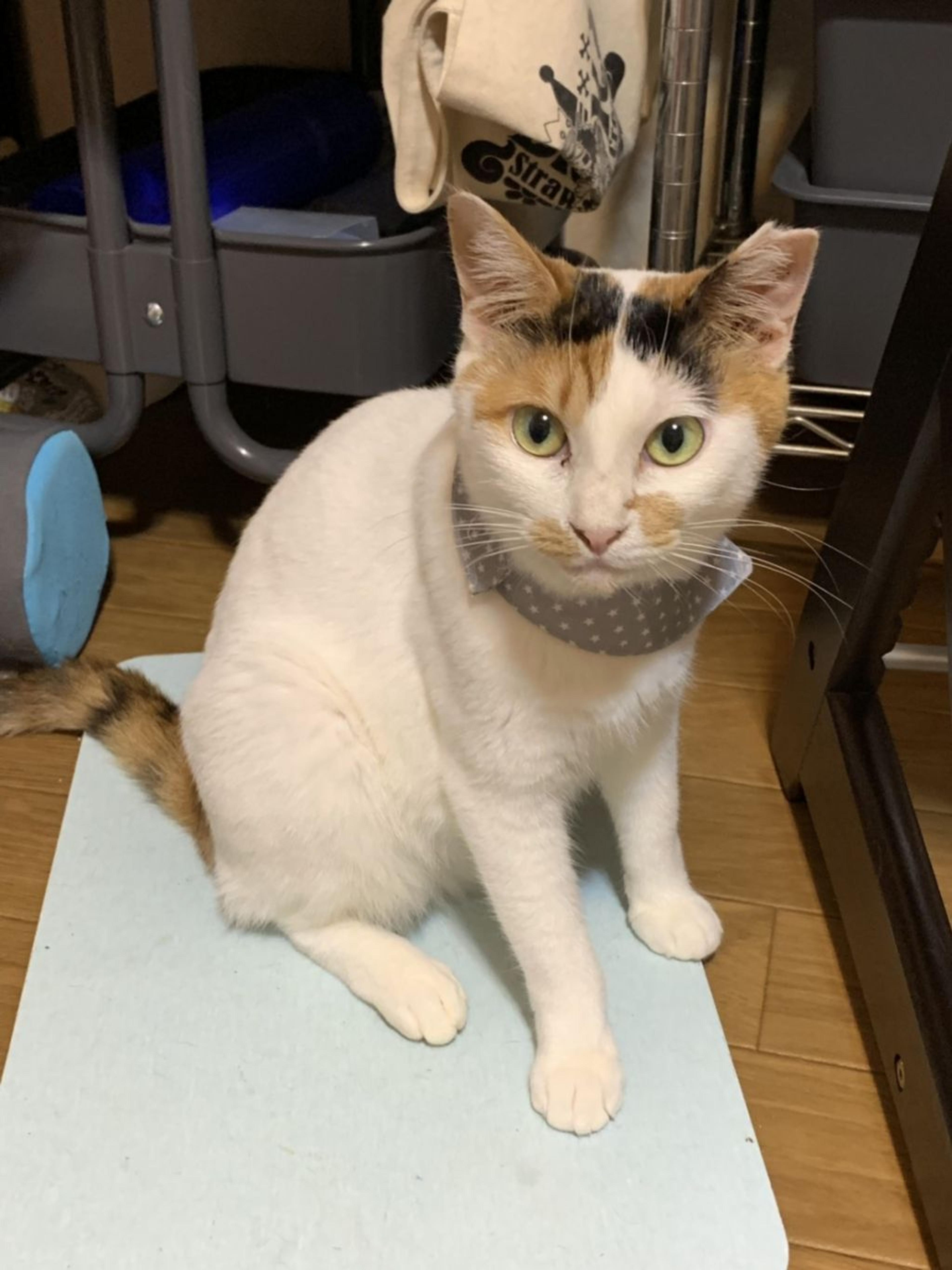pet-image-7