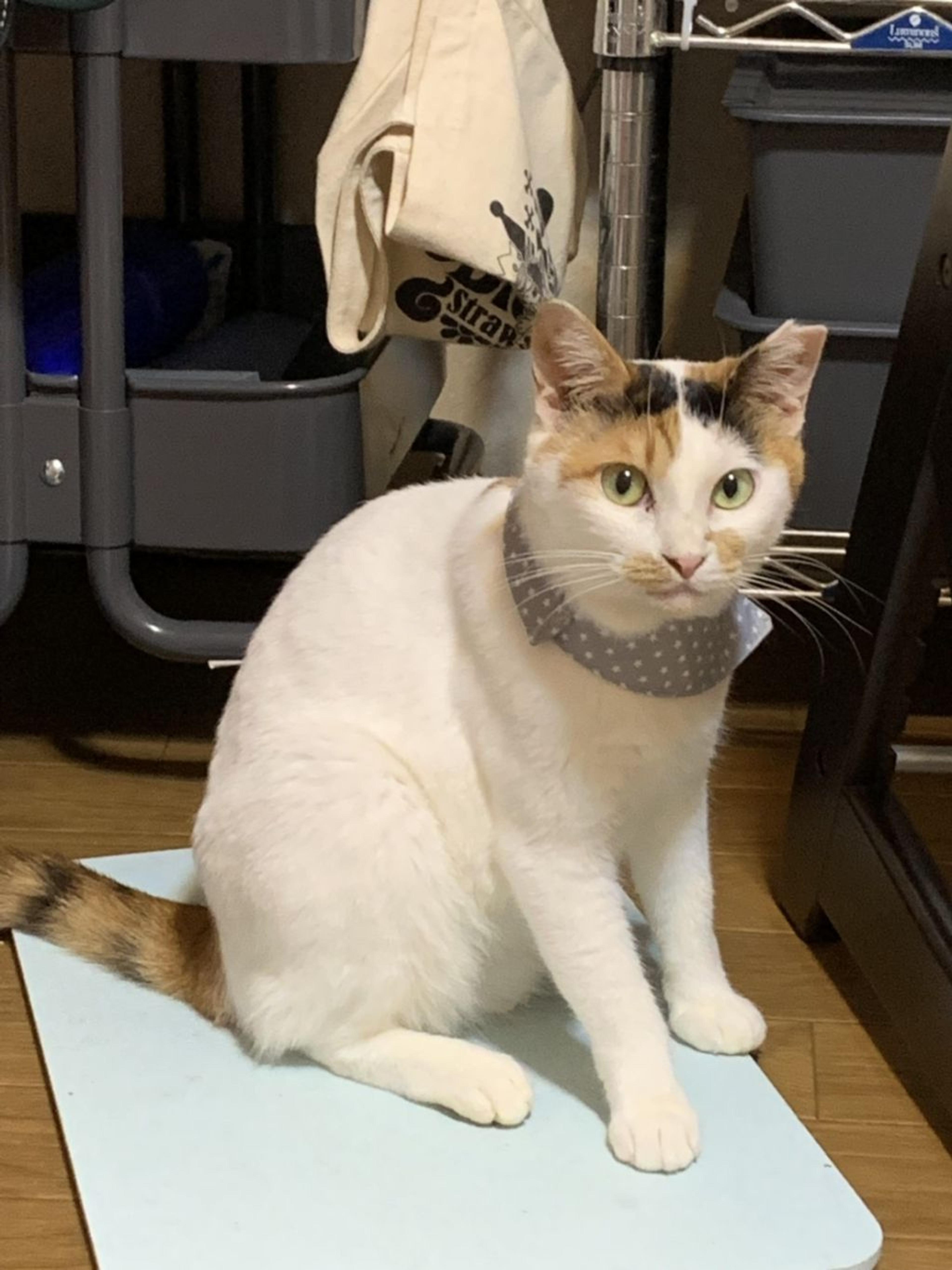 pet-image-8