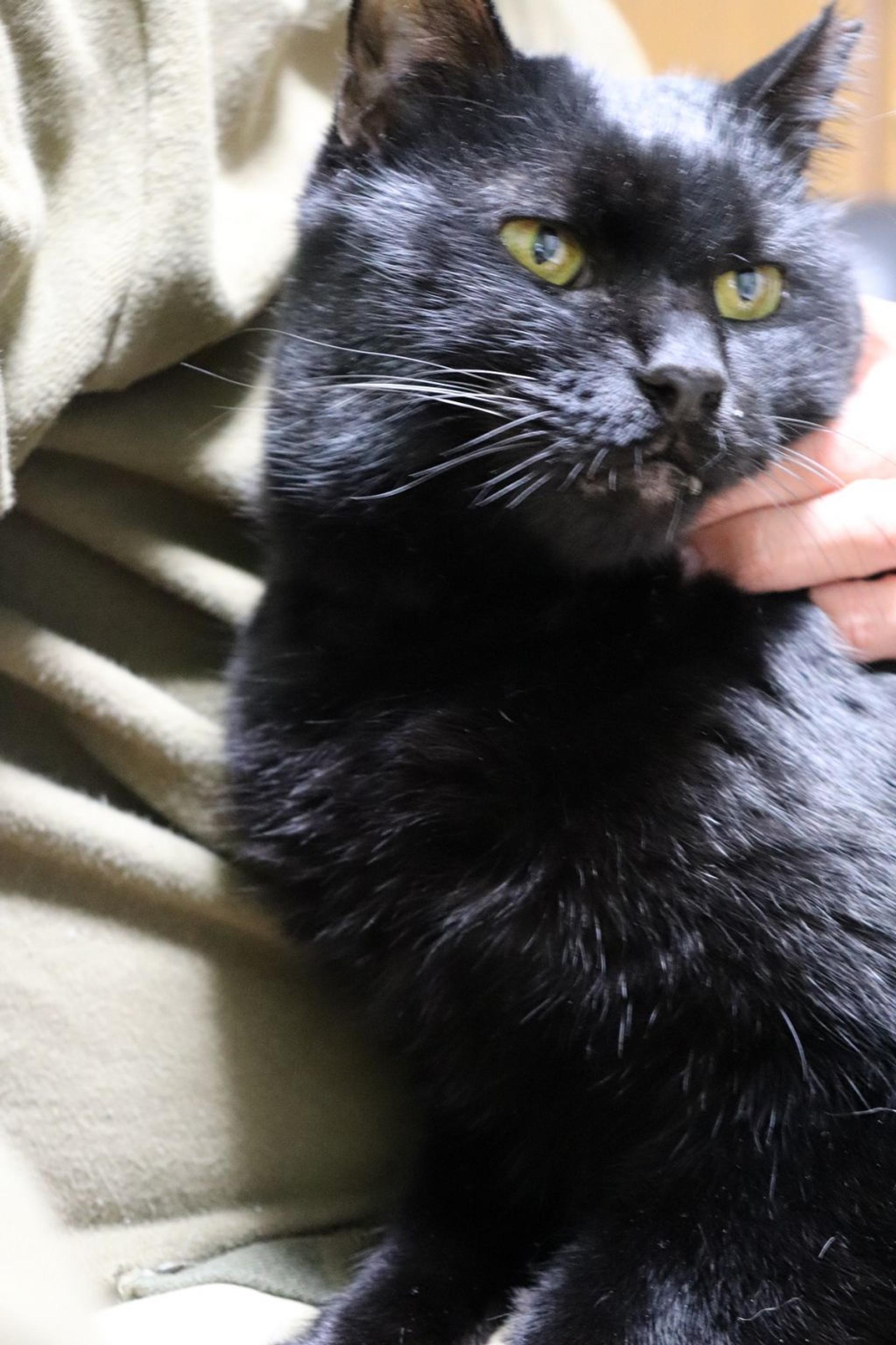 pet-image-3