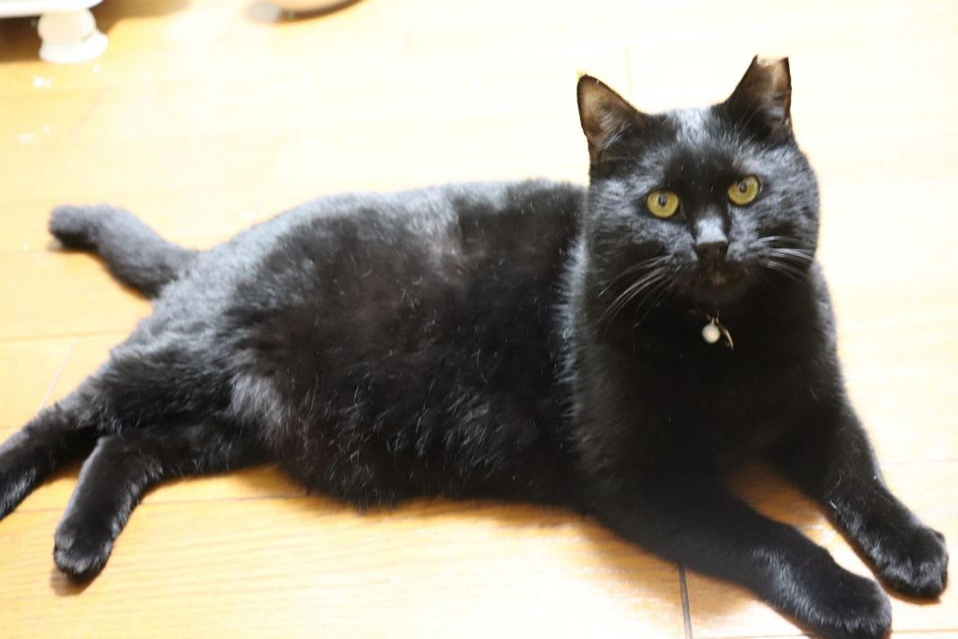 pet-image-5